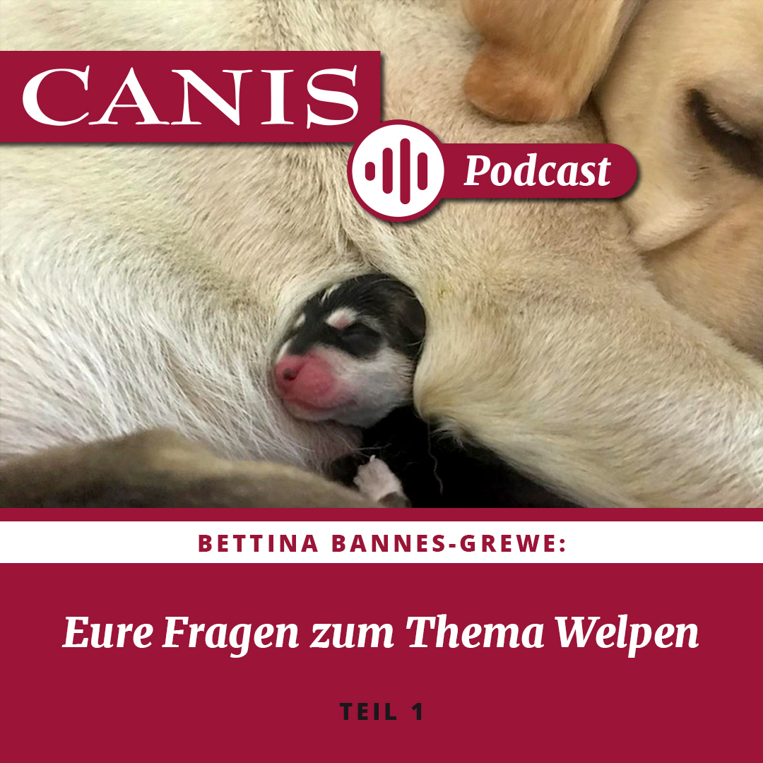 Der CANIS-Podcast – Hundeexpert:innen ausgefragt