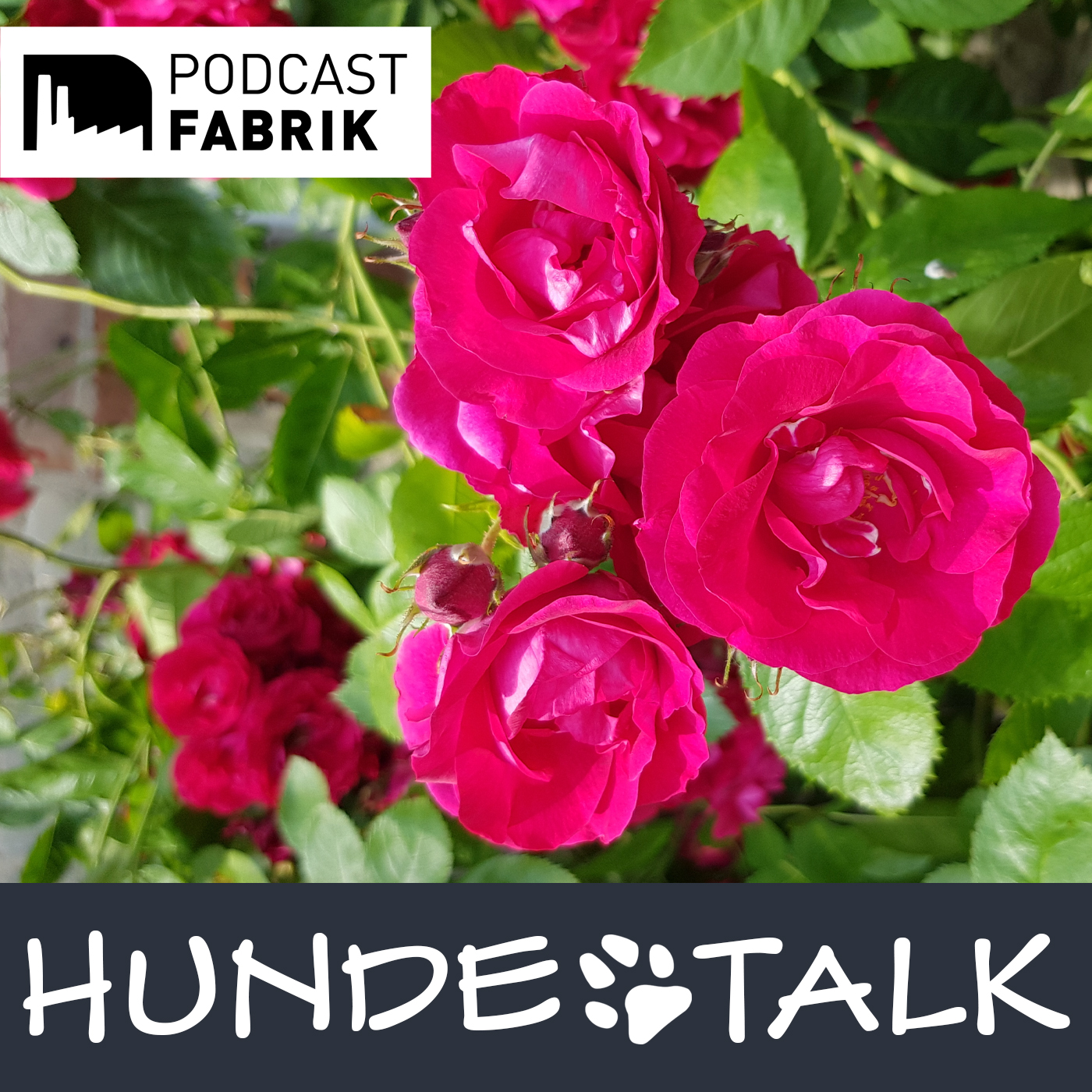 HUNDETALK - Dein Hunderunde-Podcast