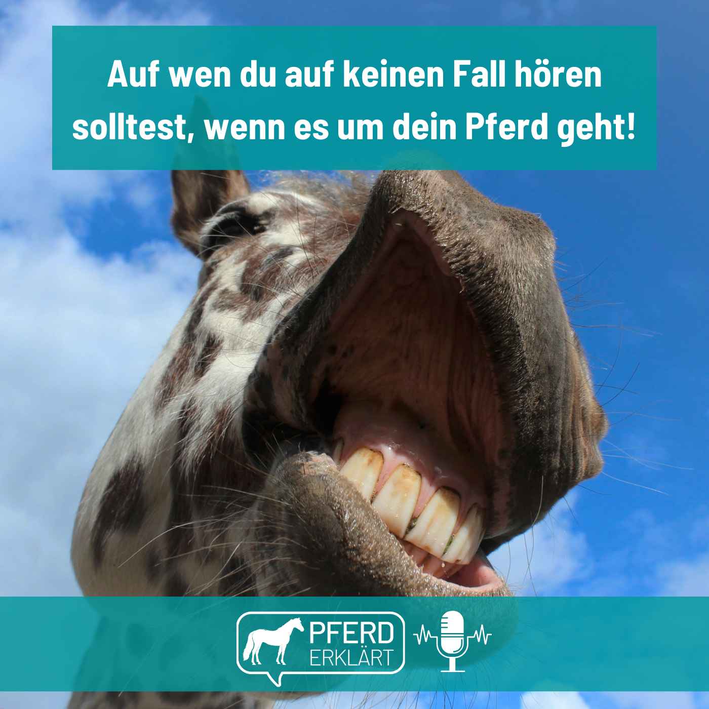 Pferd erklärt
