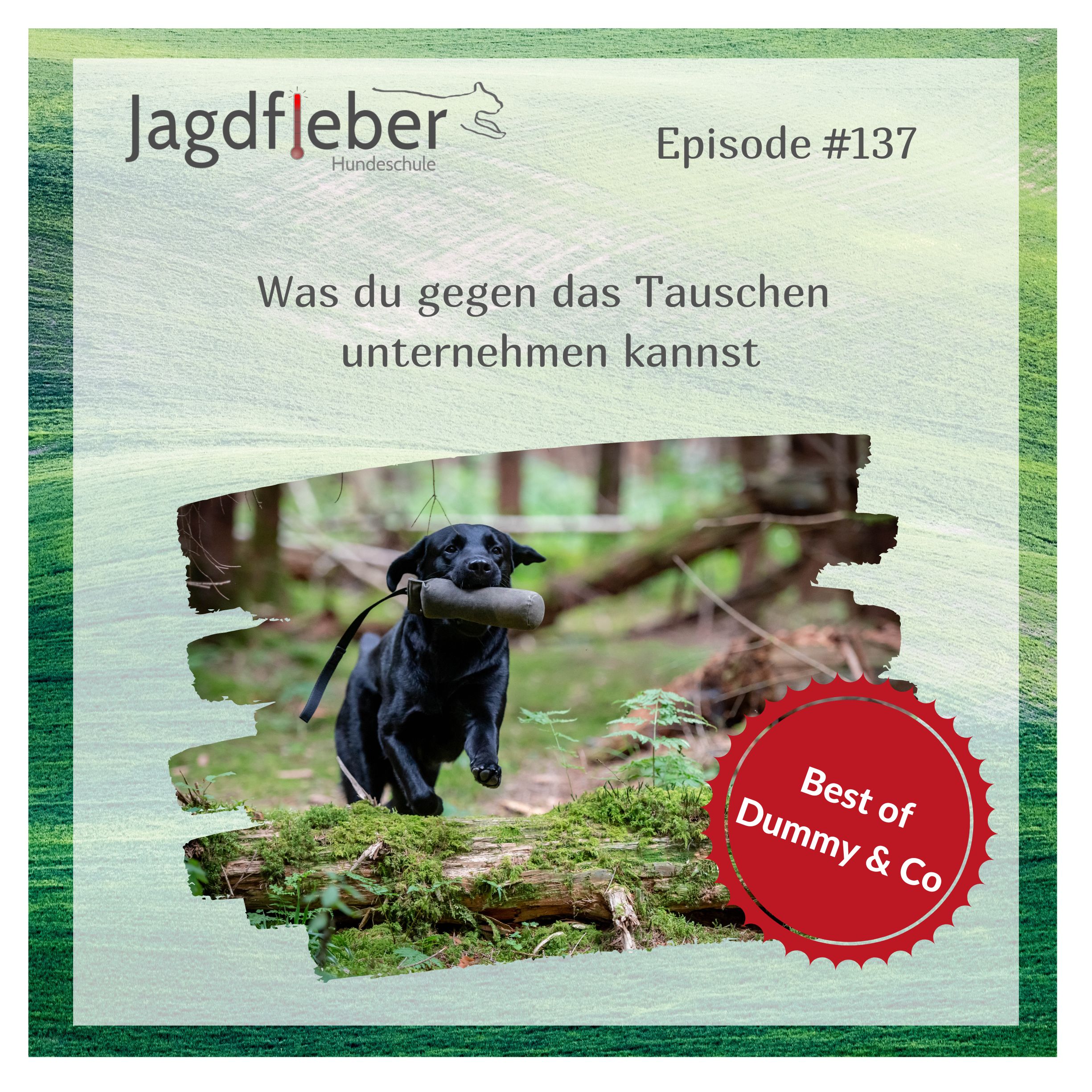 P137: Best of Dummy & Co - Was du gegen das Tauschen unternehmen kannst episode artwork