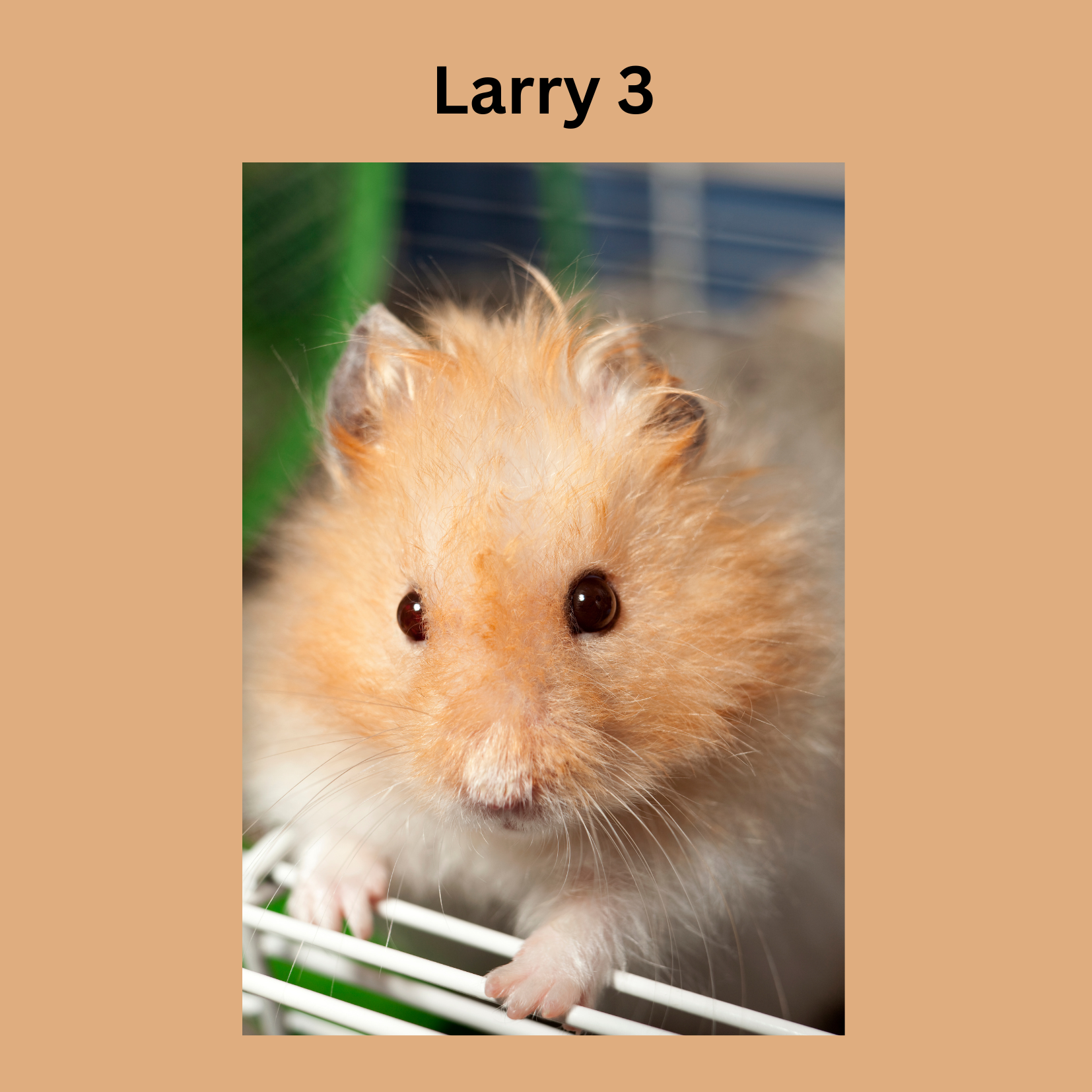 Friedenshamster Larry