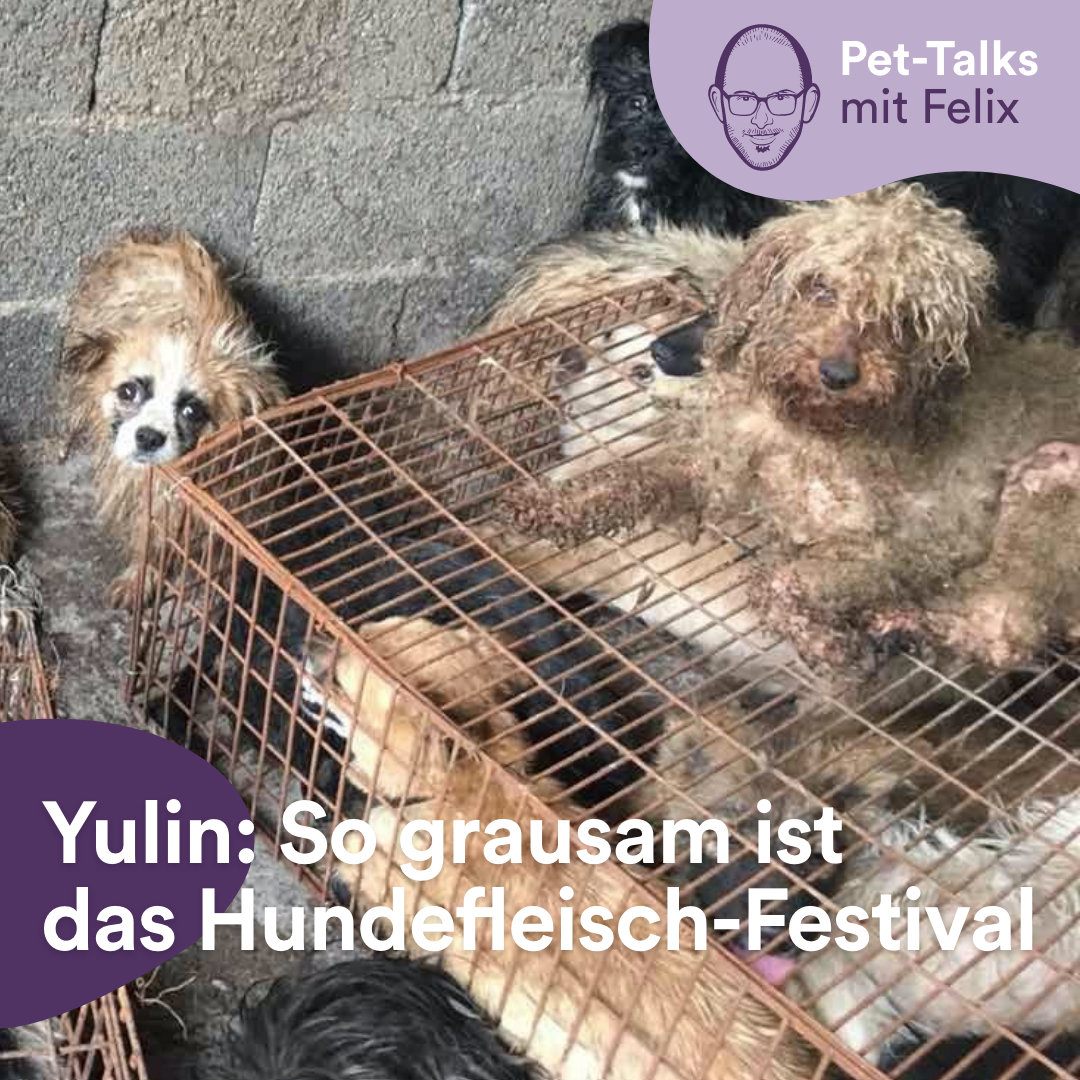 Pet-Talks: Klartext – der Interview-Podcast von DeineTierwelt