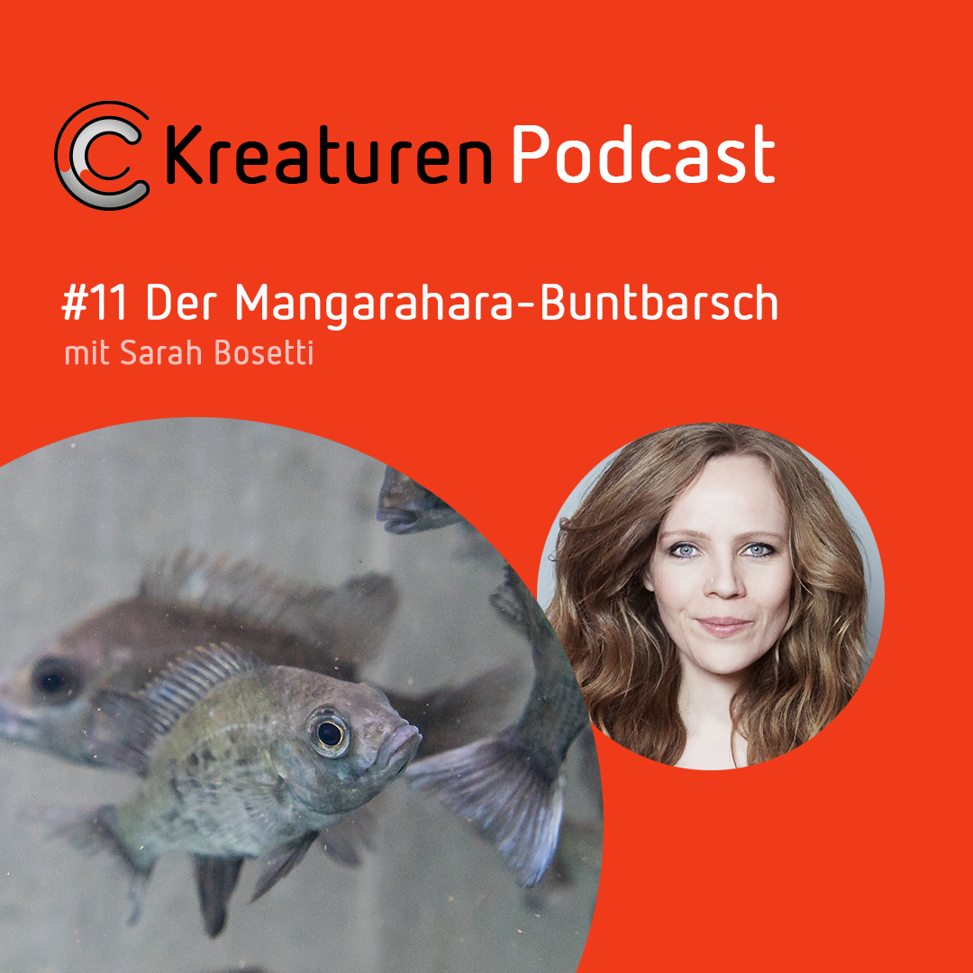 Kreaturen Podcast - Folge 11: Der Mangarahara-Buntbarsch mit Sarah Bosetti episode artwork