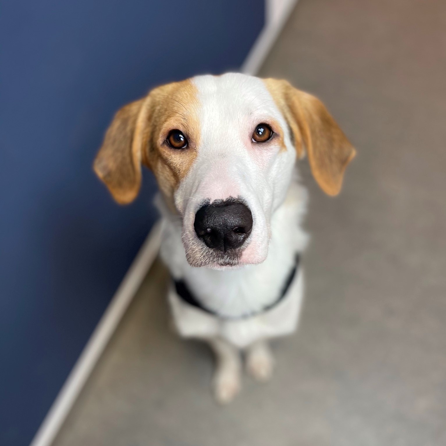 Wie adoptiere ich einen Hund?