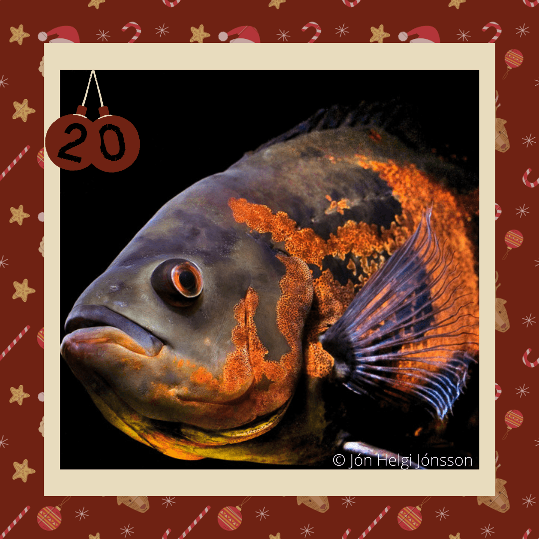 #diedreimjf - Adventskalender 2020 Türchen 20: Roter Oskar episode artwork