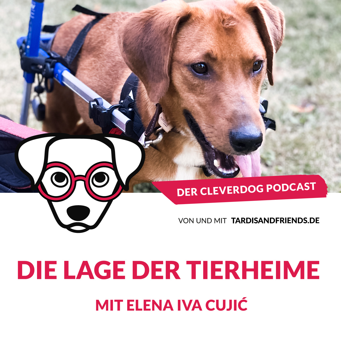 Der Cleverdog Podcast – mehr Wissen rund um den Hund!