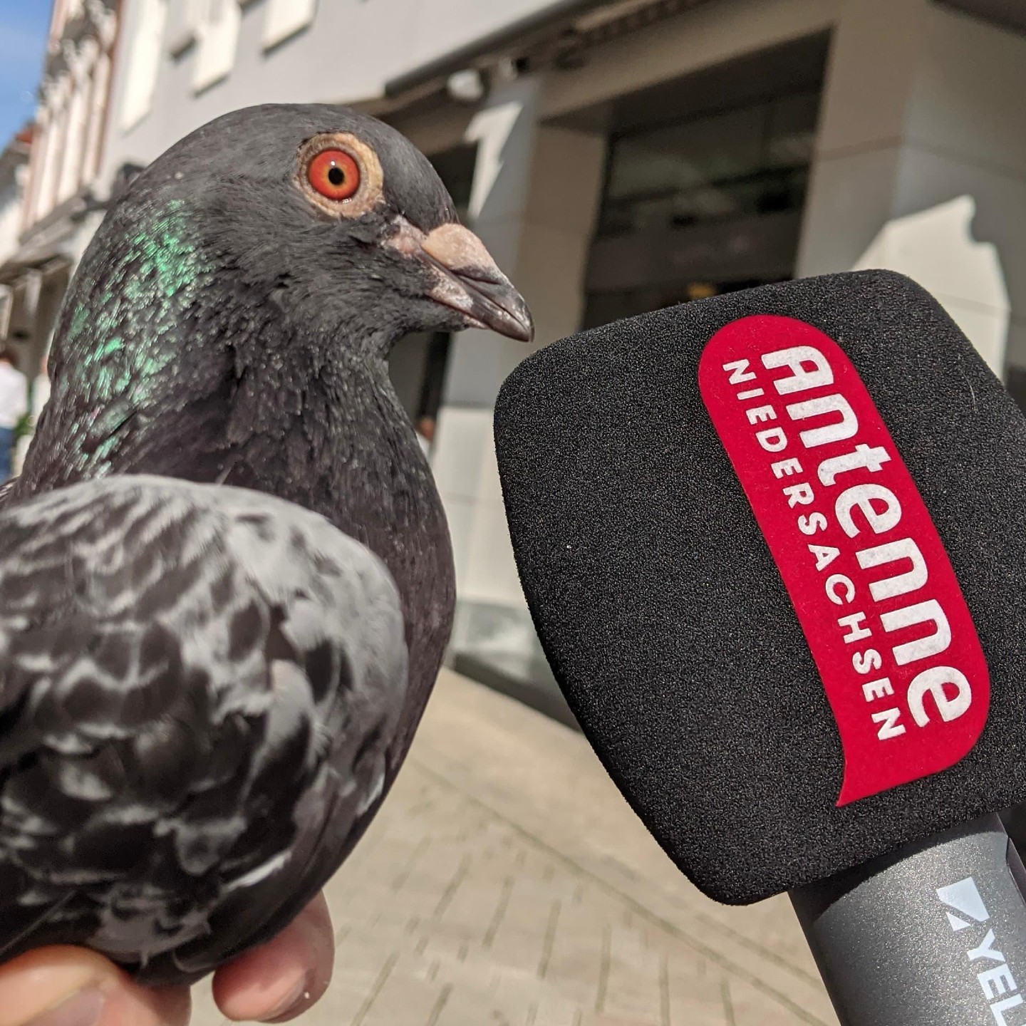 Moin Oldenburg! Dein Stadtpodcast