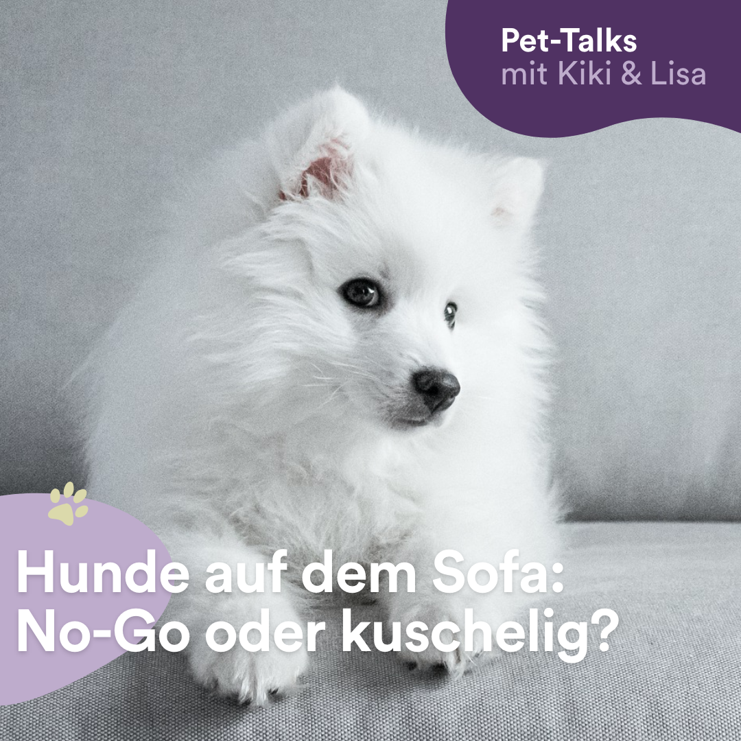 Hunde auf dem Sofa: Kuschelig oder ein No-Go? - Pet-Talks ...