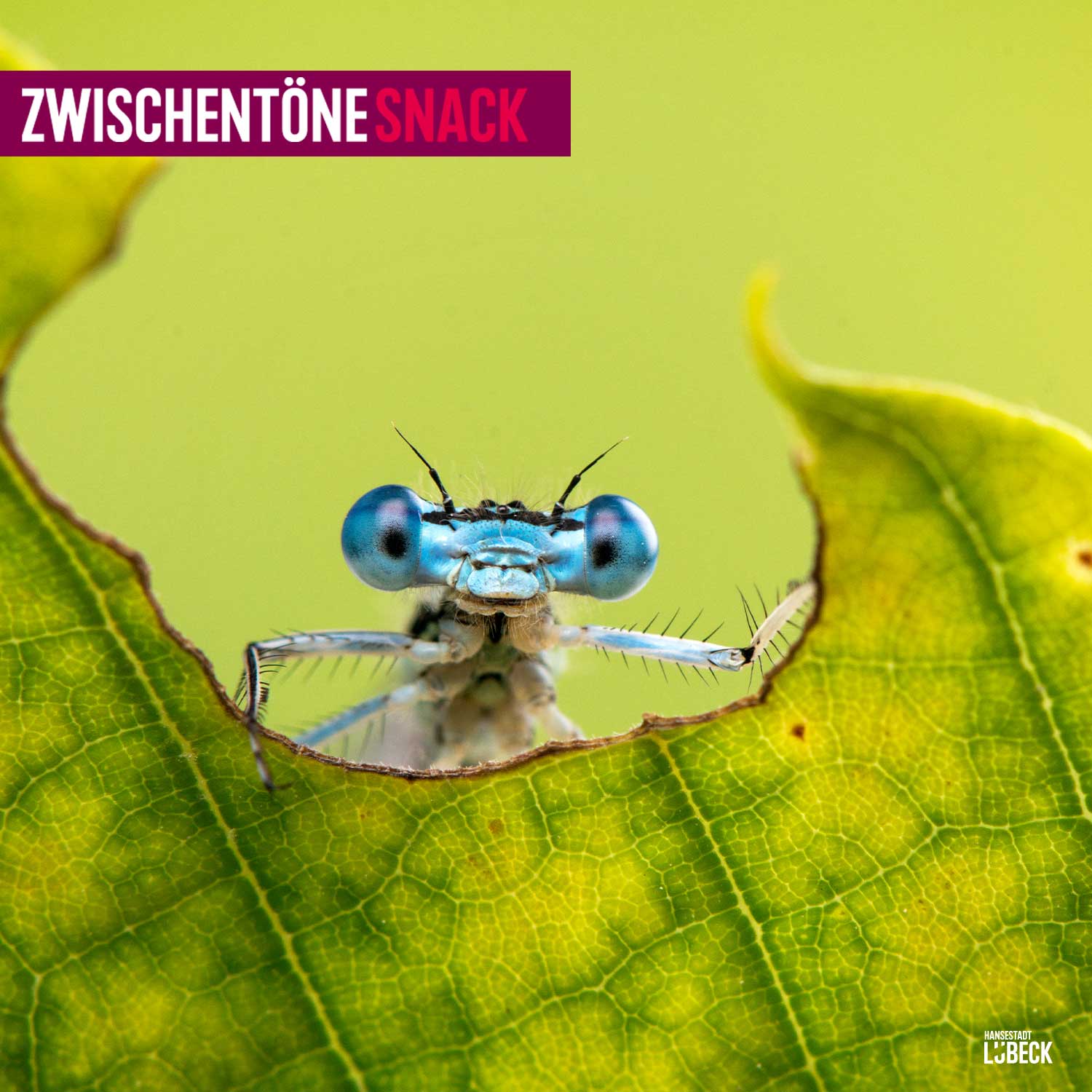 Sechsbeiner im Lübecker Paralleluniversum episode artwork