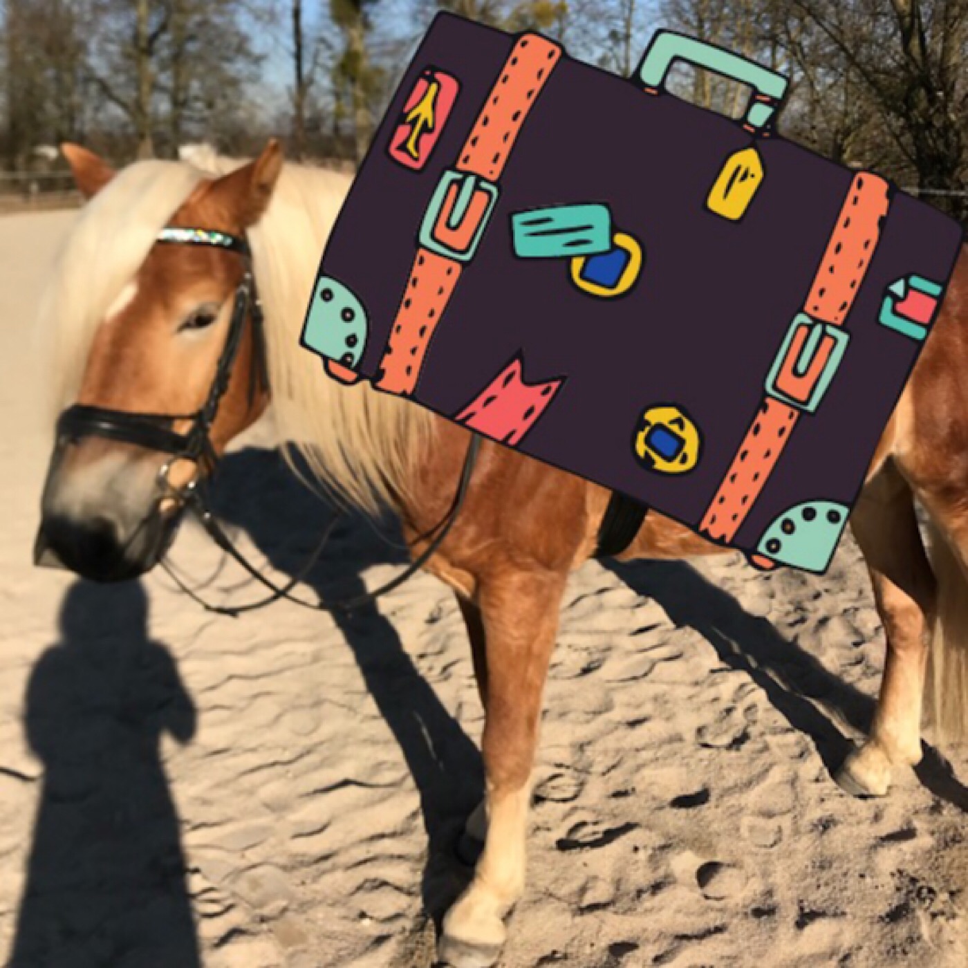 Der Pferdepodcast