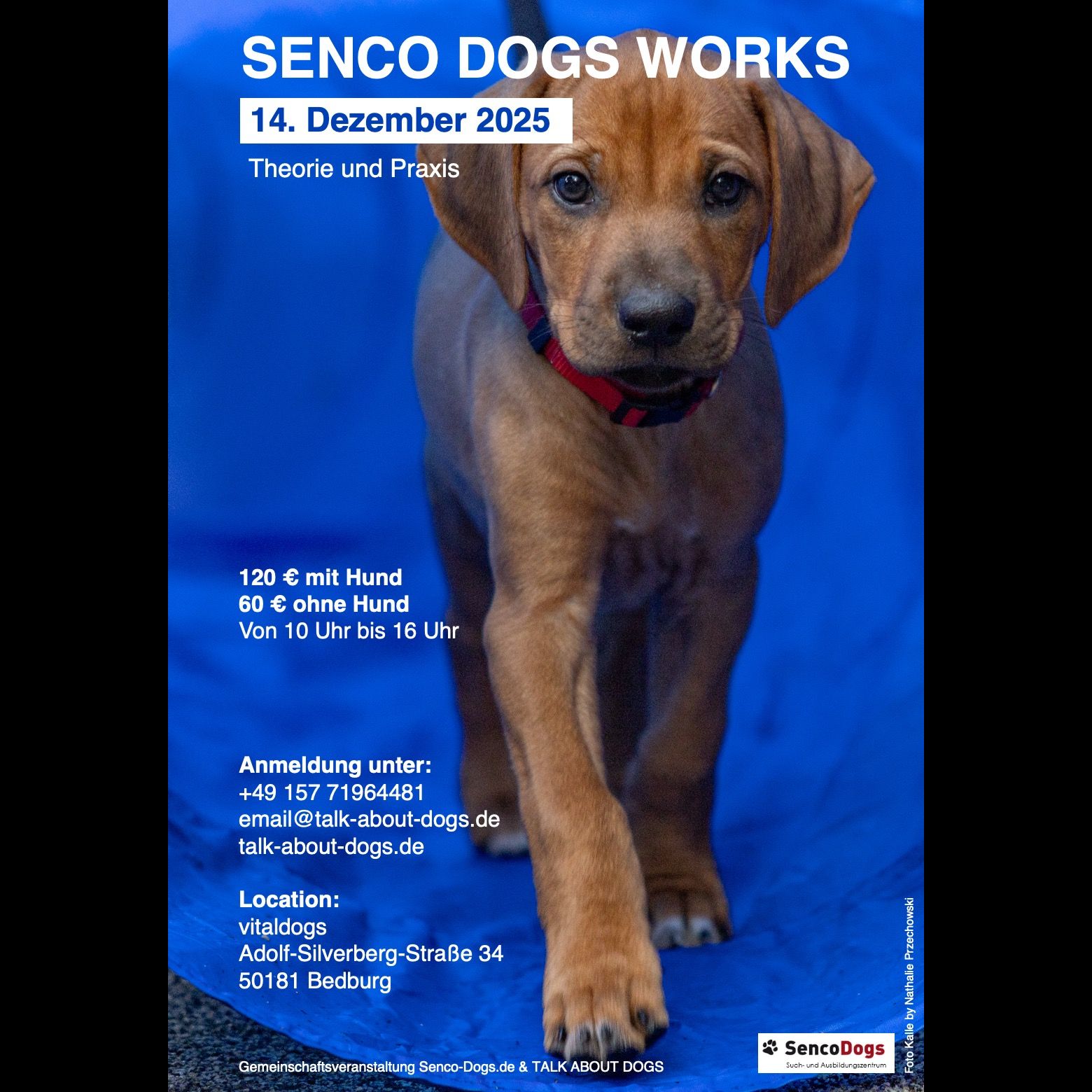 Welpen, Hundeschule SencoDogs, dies & das