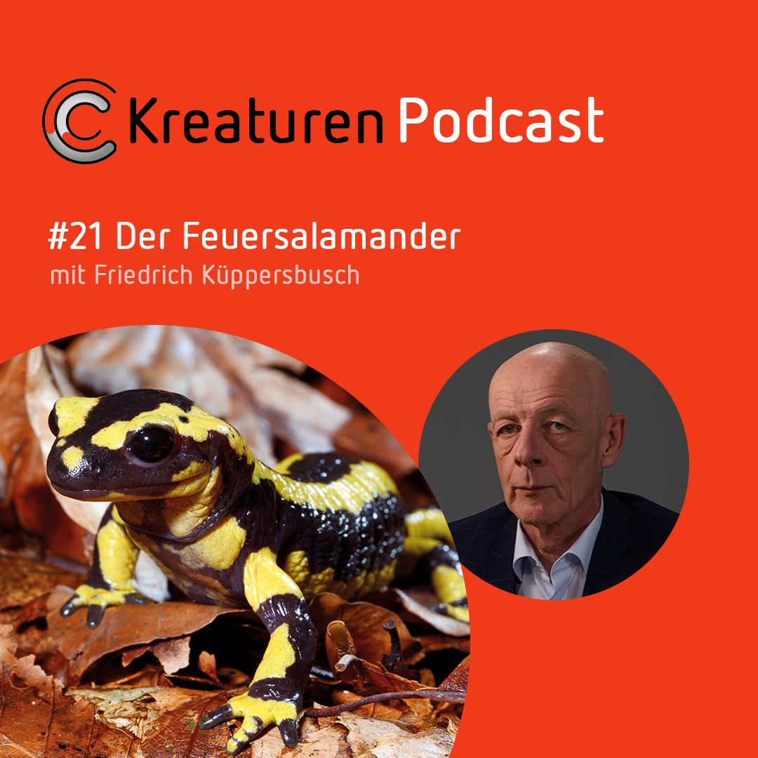 Kreaturen Podcast - Folge 21: Der Feuersalamander mit Friedrich Küppersbusch episode artwork