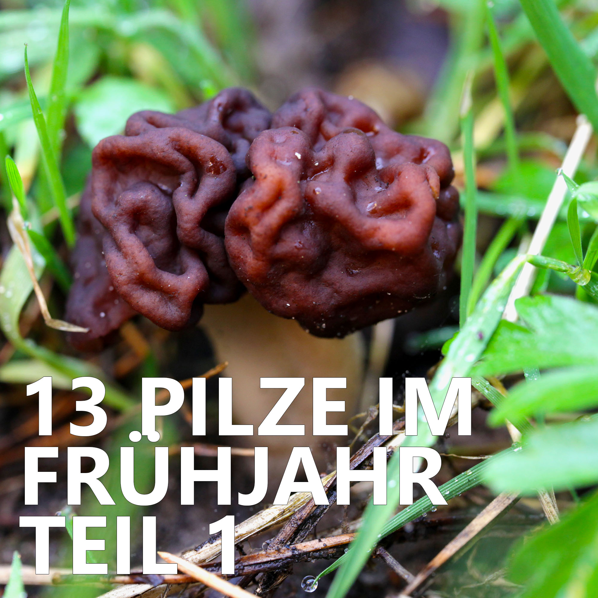 Der Pilzpodcast