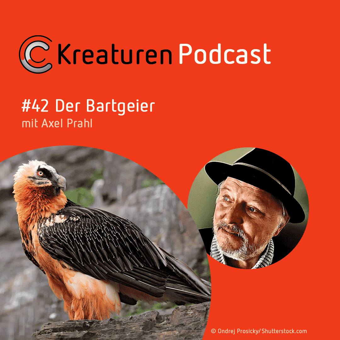 Kreaturen-Podcast – Folge 42: Der Bartgeier mit Axel Prahl episode artwork