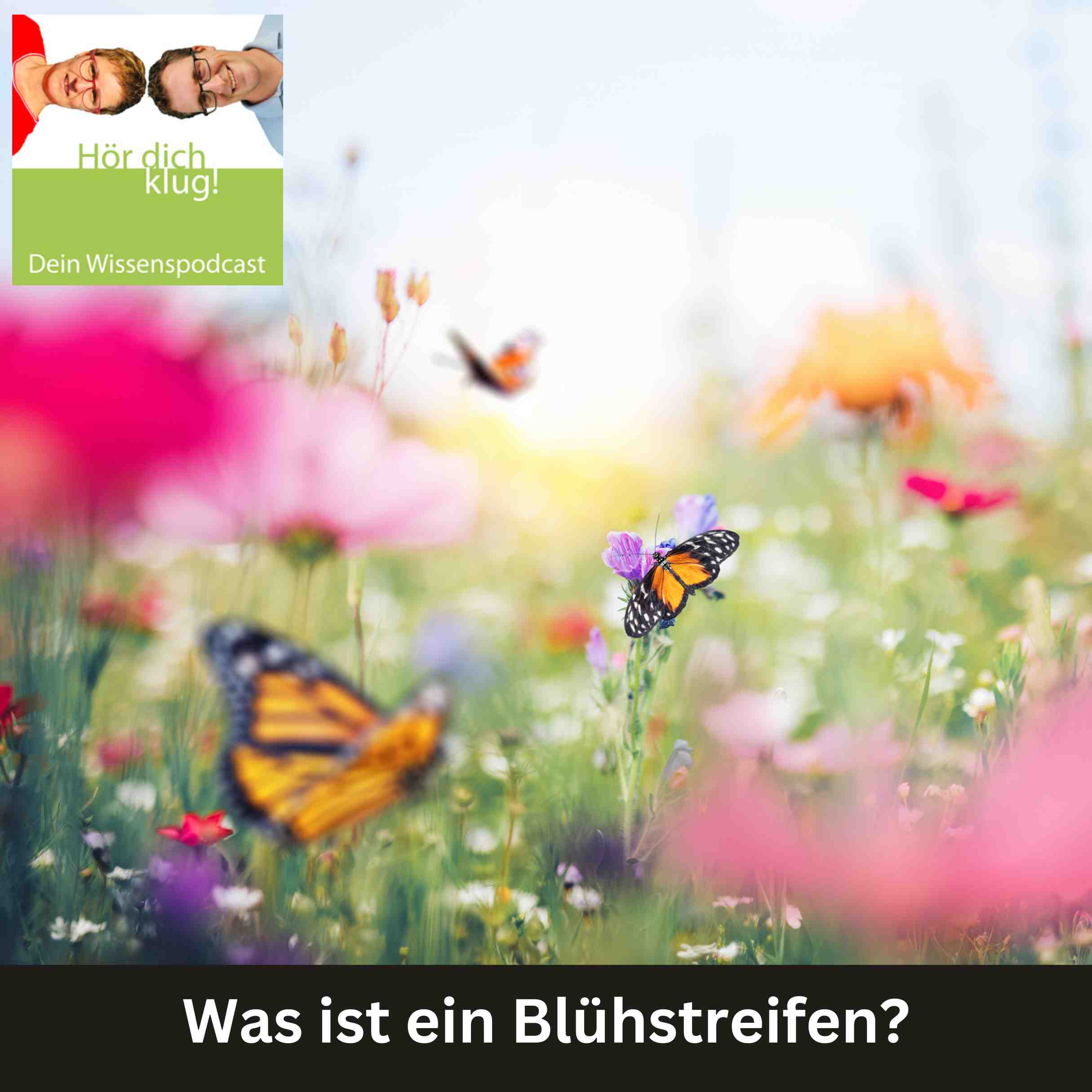 Was ist ein Blühstreifen? episode artwork