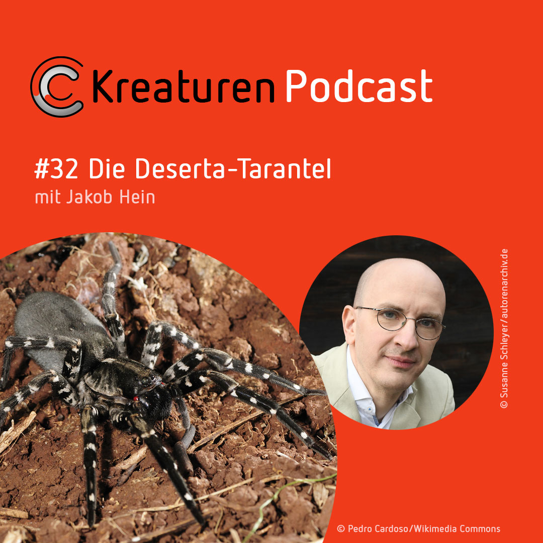 Kreaturen-Podcast – Folge 32: Die Deserta-Tarantel mit Jakob Hein episode artwork