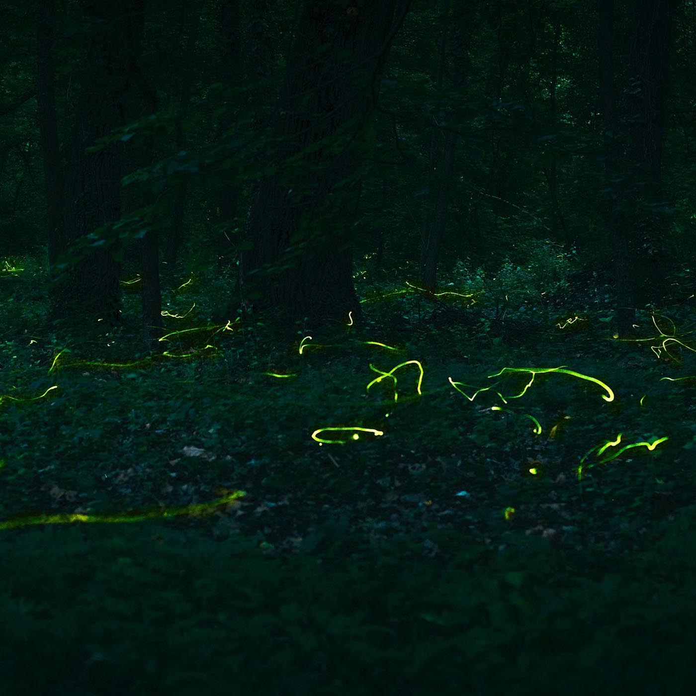 Die Glühwürmchen schwärmen wieder - Magische Nächte am Adenauer Weiher in Köln episode artwork