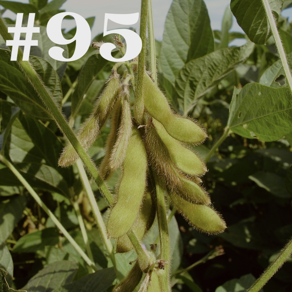 #95 - Soja - Saatgut impfen? episode artwork
