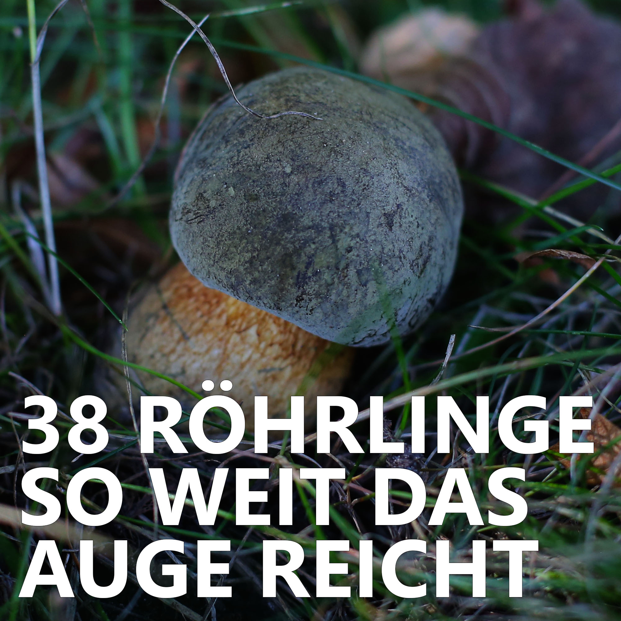 Der Pilzpodcast