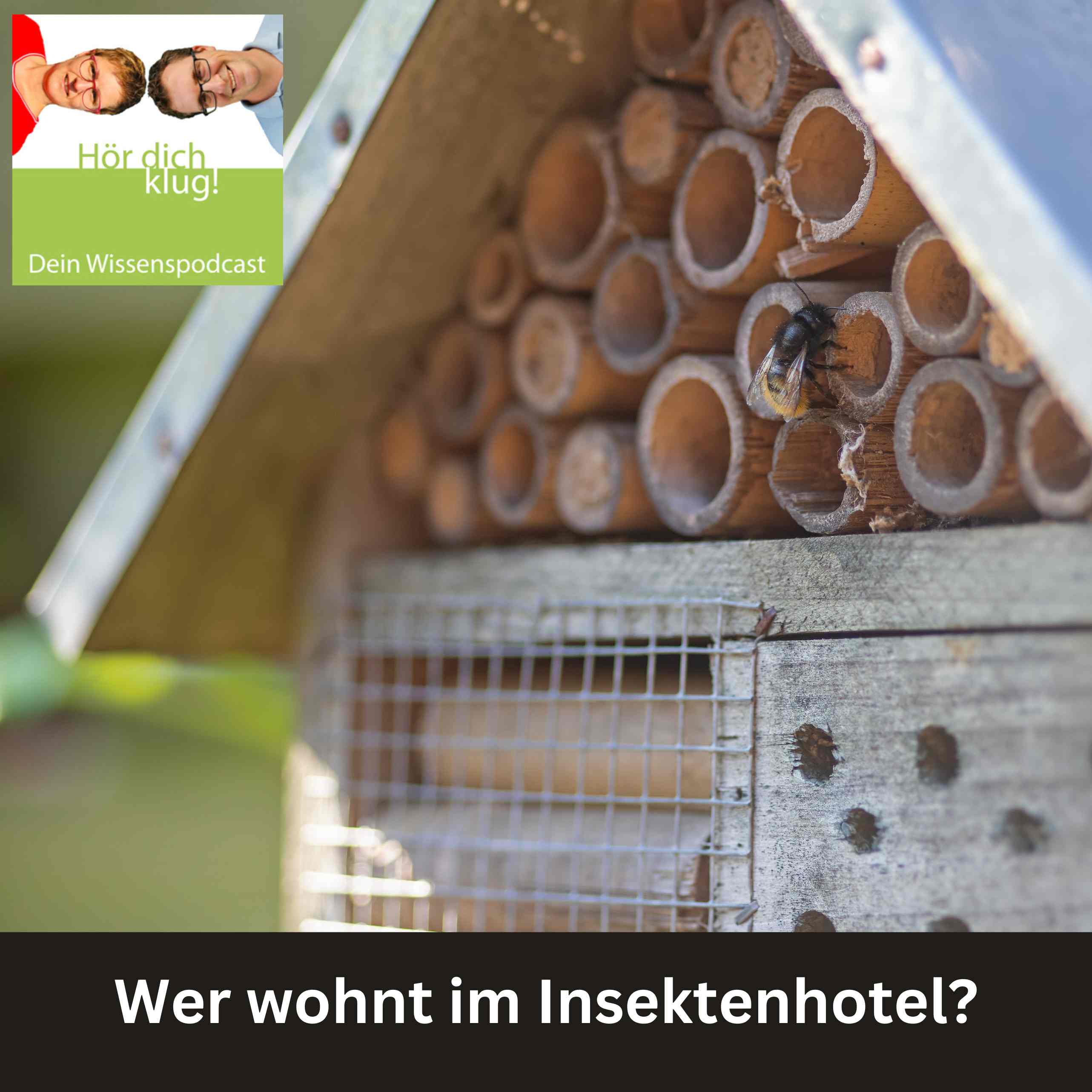 Wer wohnt im Insektenhotel?
