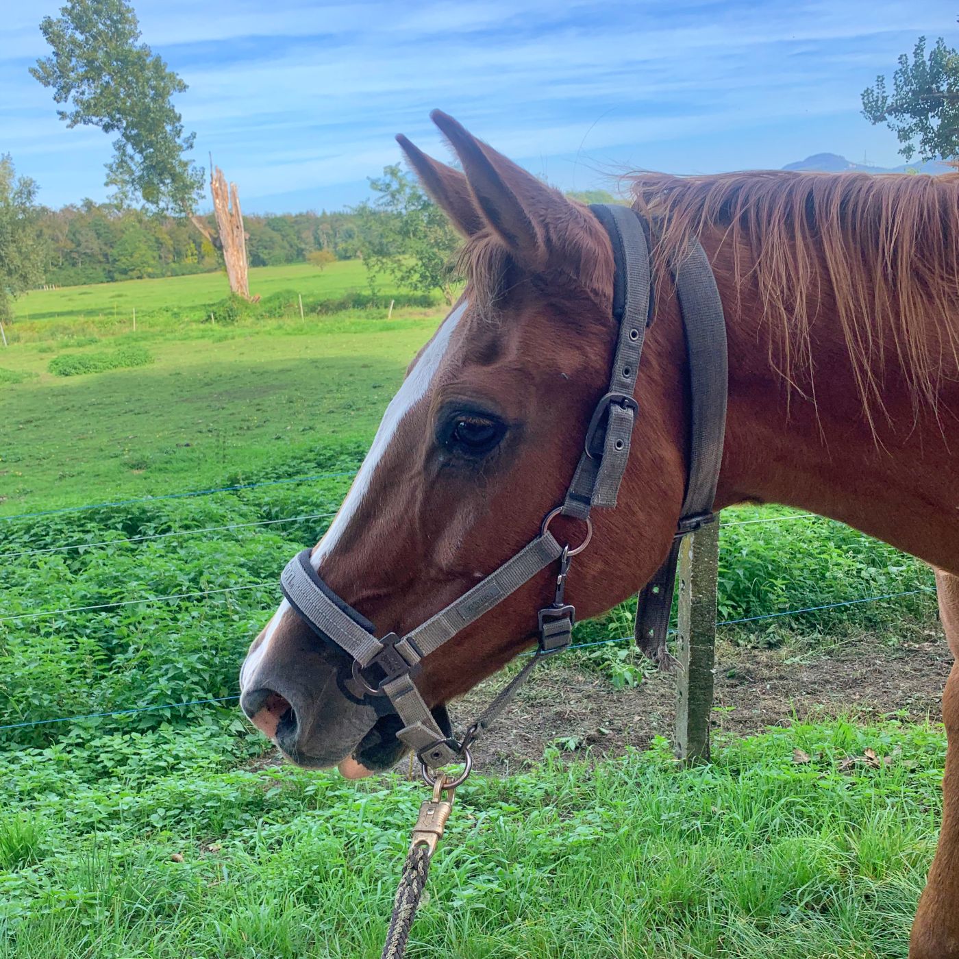 Episode 242 - Die Shettys mit der Hundelunge (Teaser)