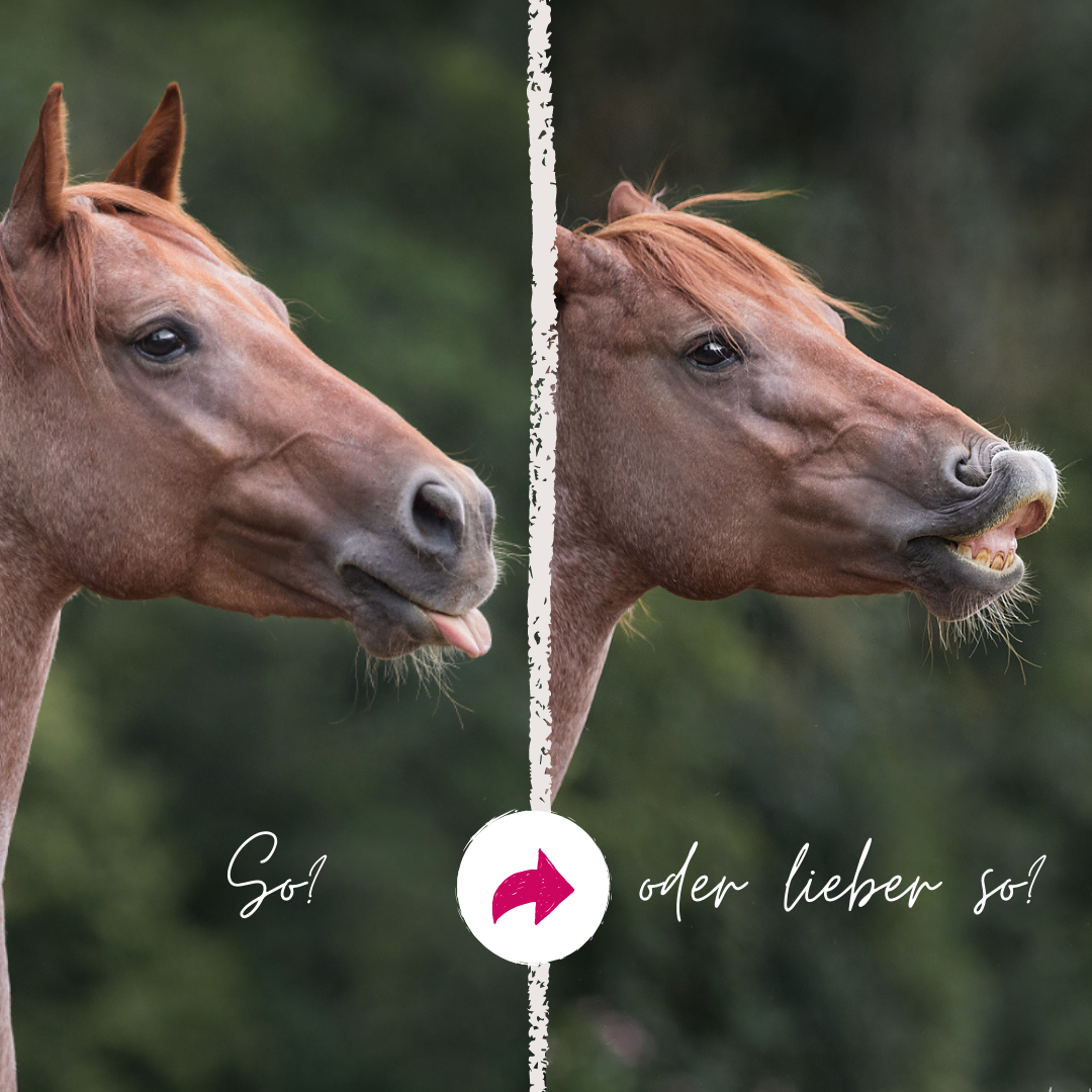 Pferdeflüsterei TO GO! Für Pferdemenschen mit Herz