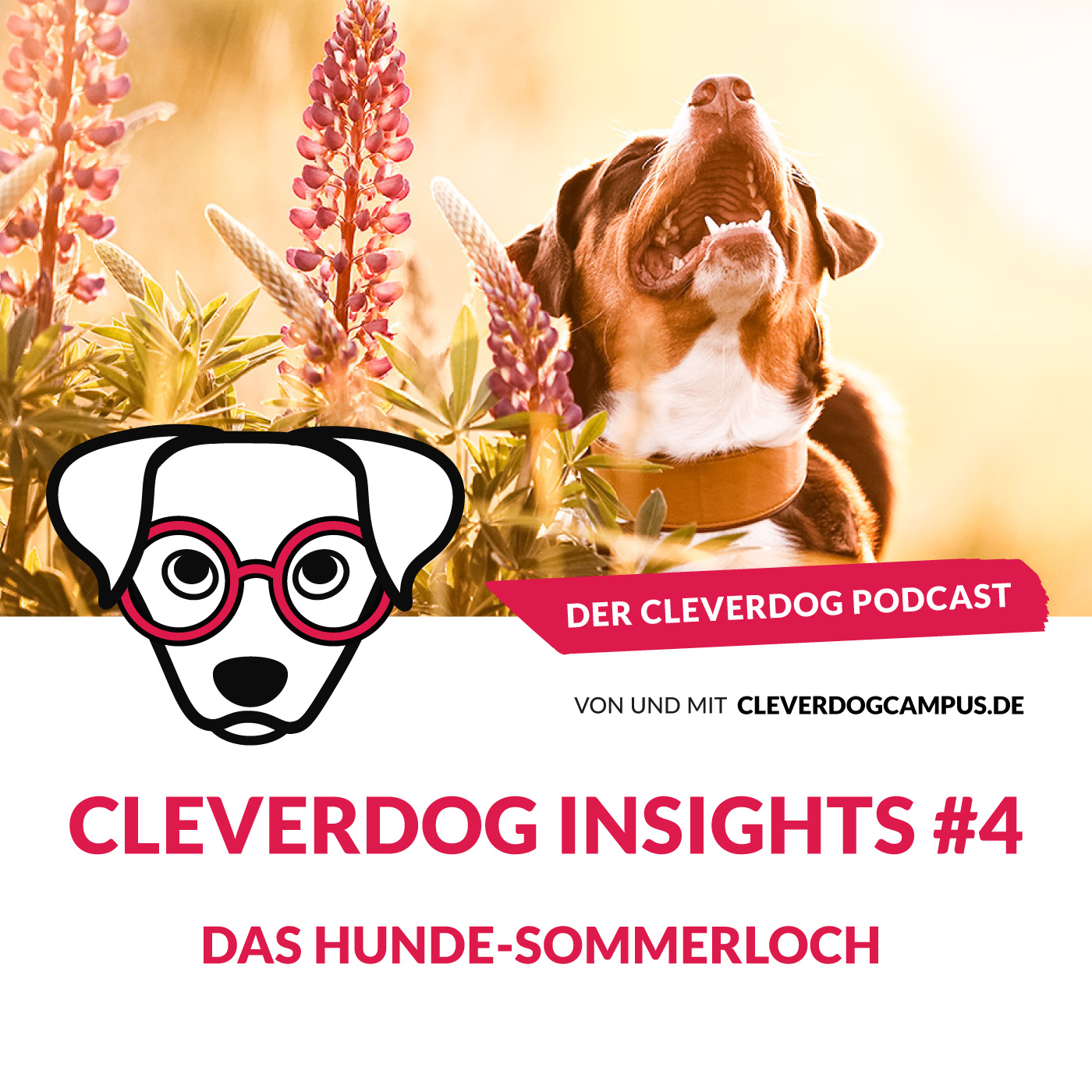 Der Cleverdog Podcast – mehr Wissen rund um den Hund!