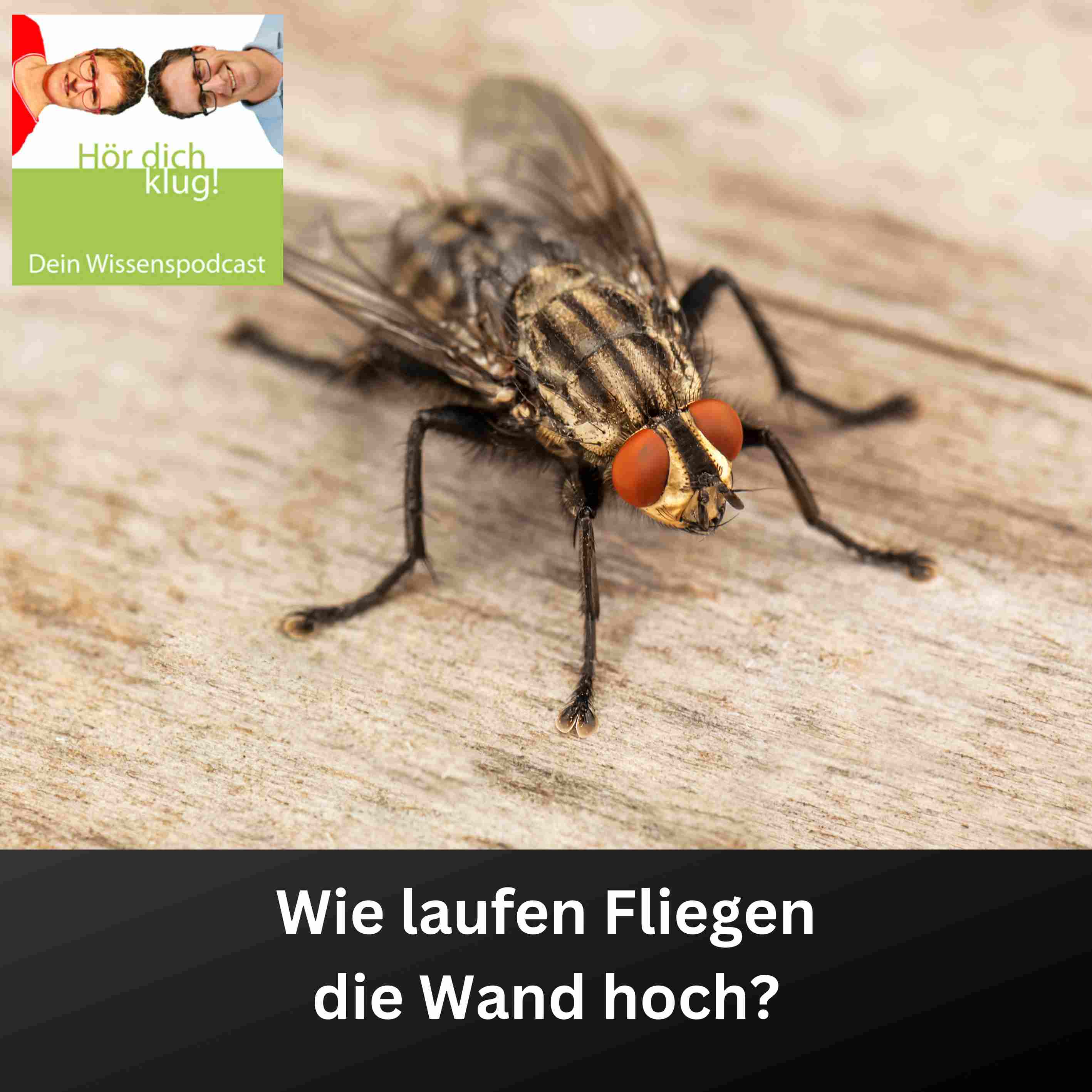 Hör dich klug! - Dein Wissenspodcast