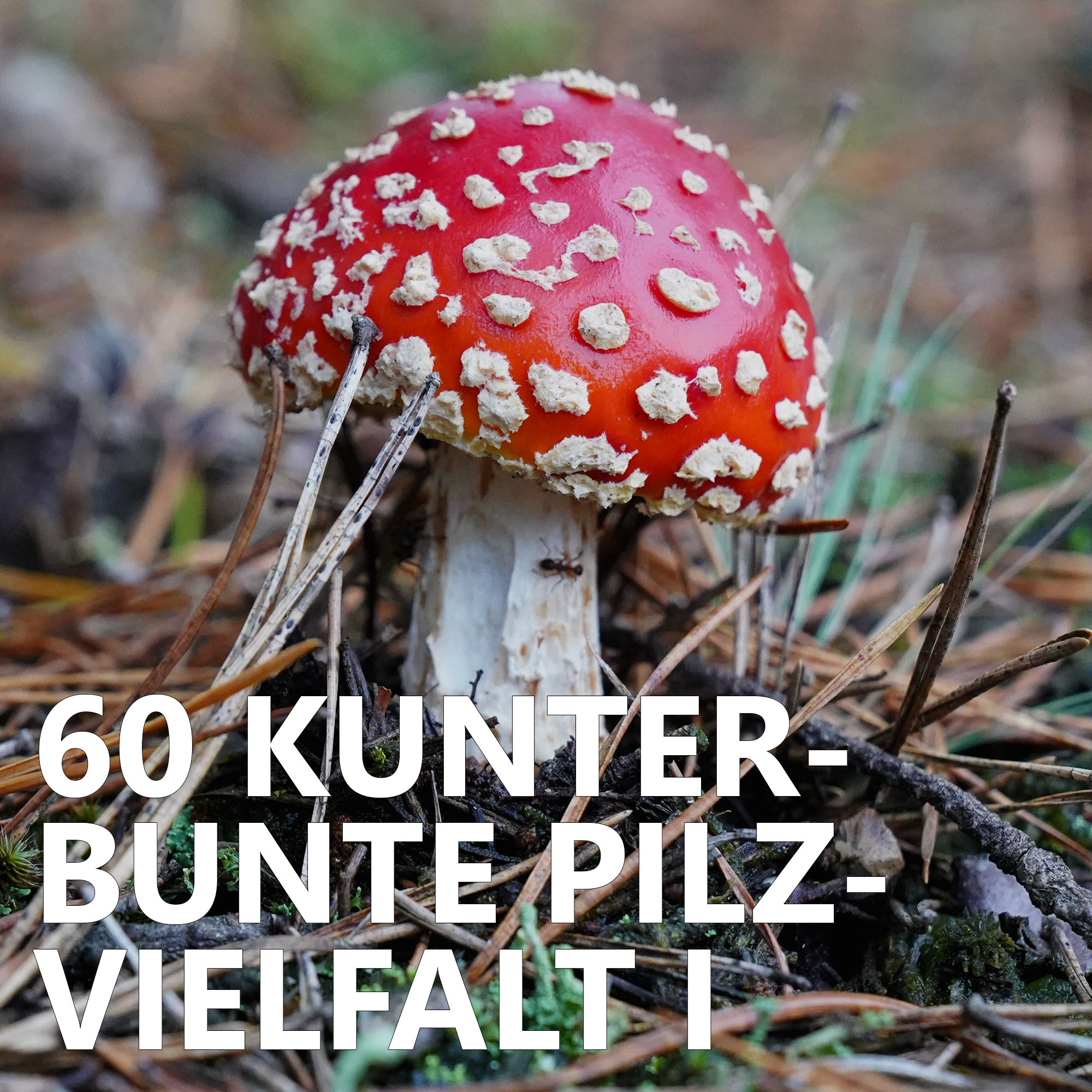 Der Pilzpodcast