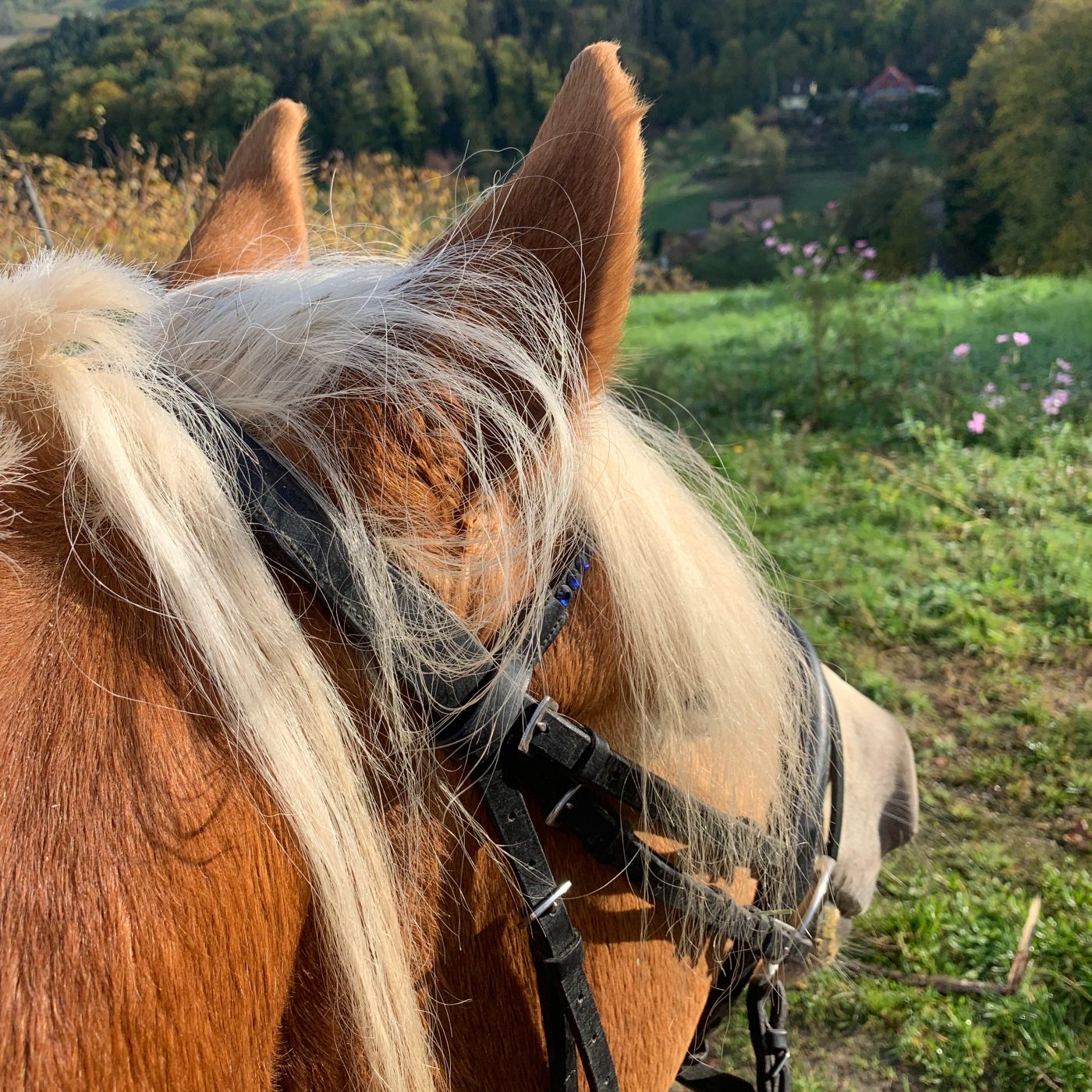 Der Pferdepodcast