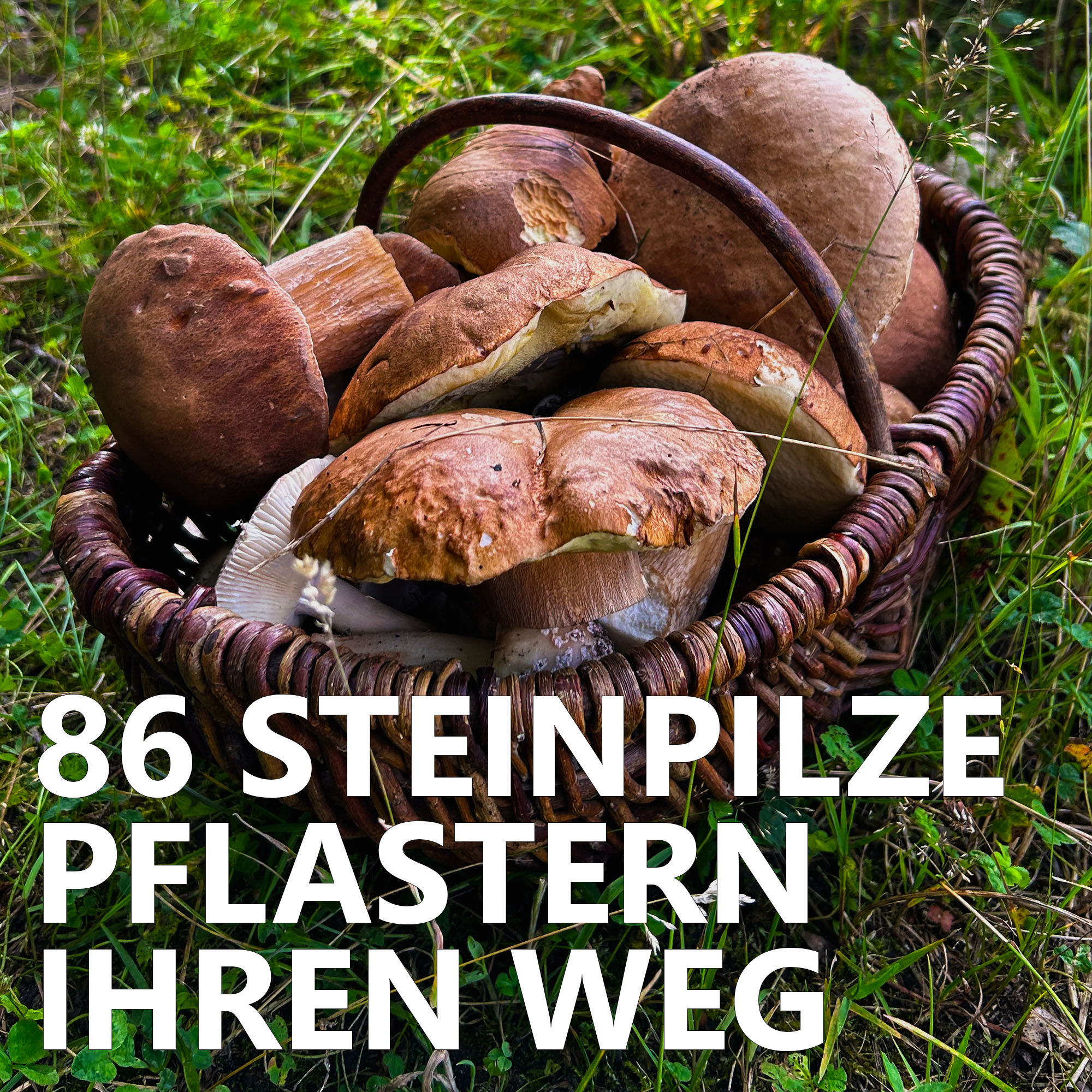 Der Pilzpodcast