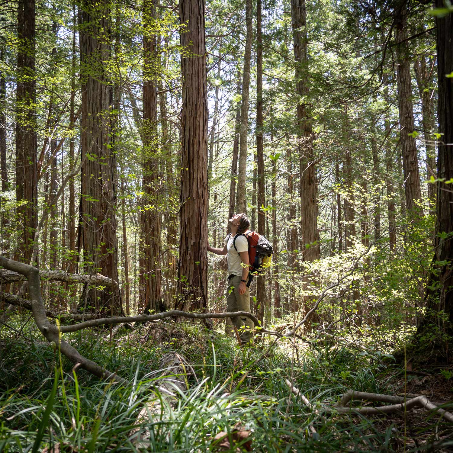 Big in Japan, Part One – Waldbaden, Hängematte und Schwarzbären