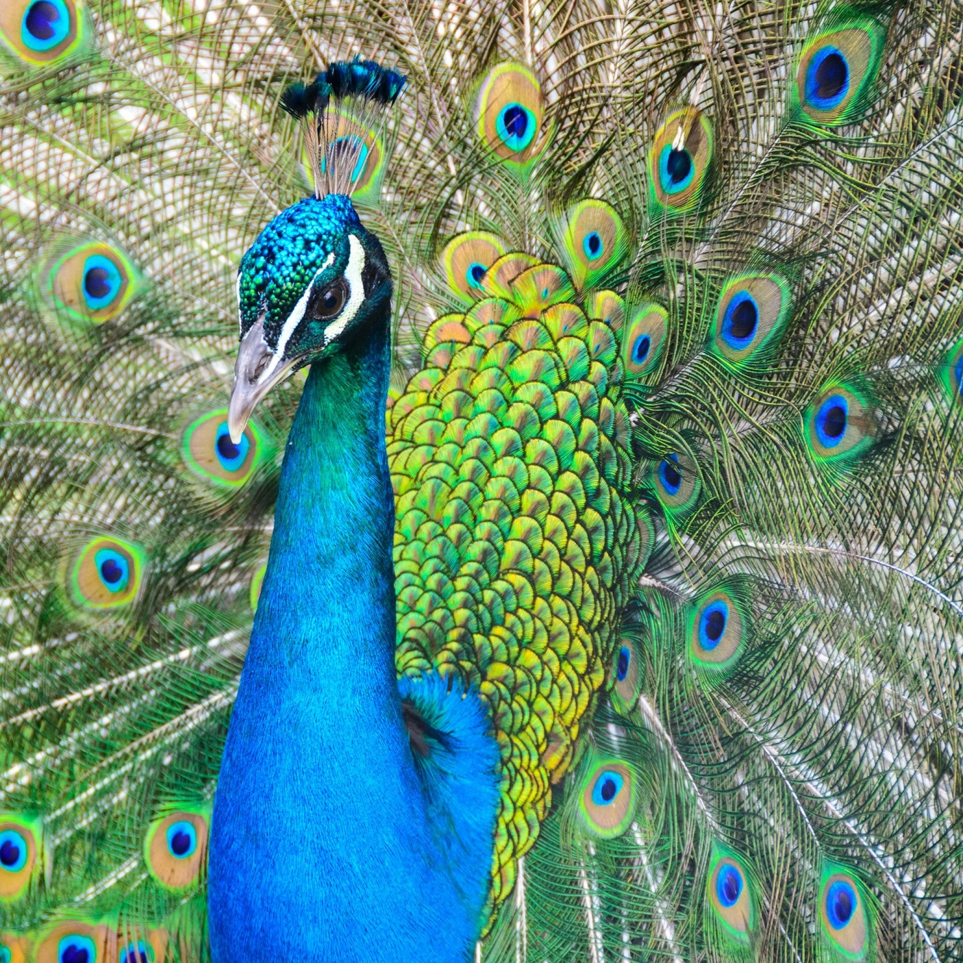 Komm in unsre stolze Welt (EG 428)