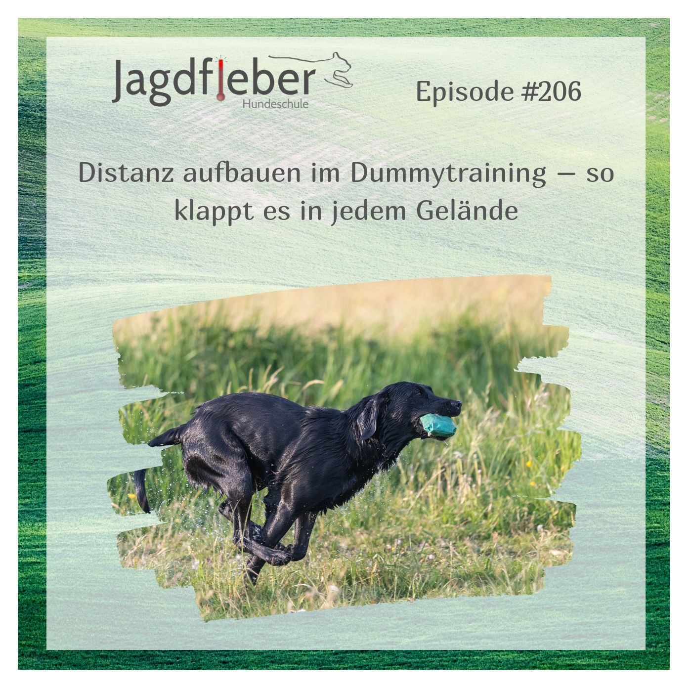 P206: Distanz aufbauen im Dummytraining – so klappt es in jedem Gelände episode artwork