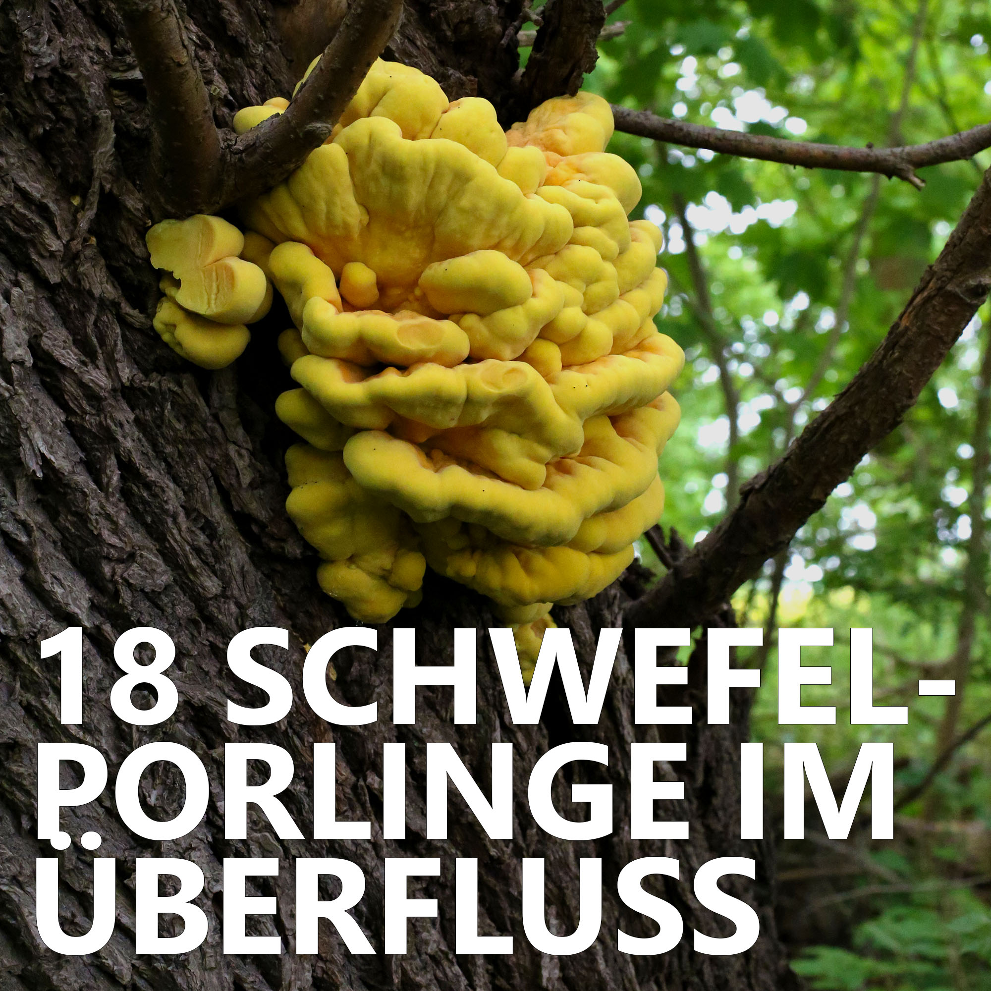 Der Pilzpodcast