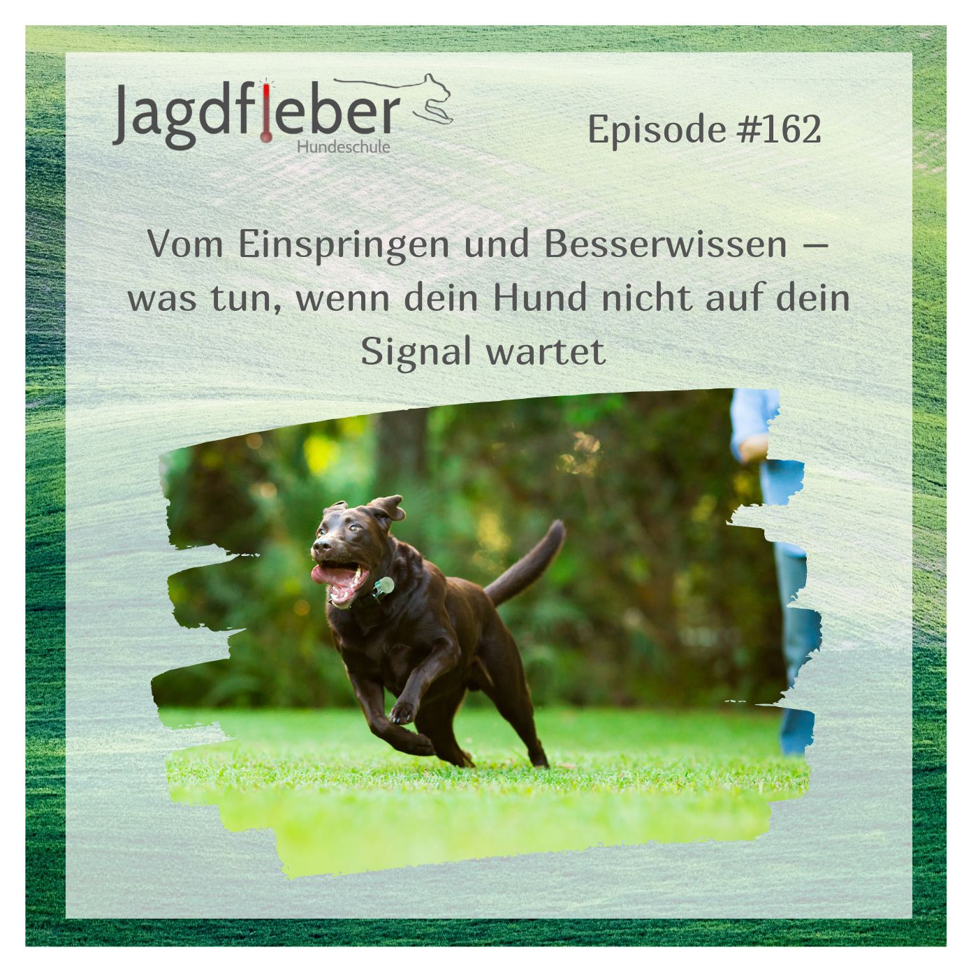 P162: Vom Einspringen und Besserwissen – was tun, wenn dein Hund nicht auf dein Signal wartet episode artwork