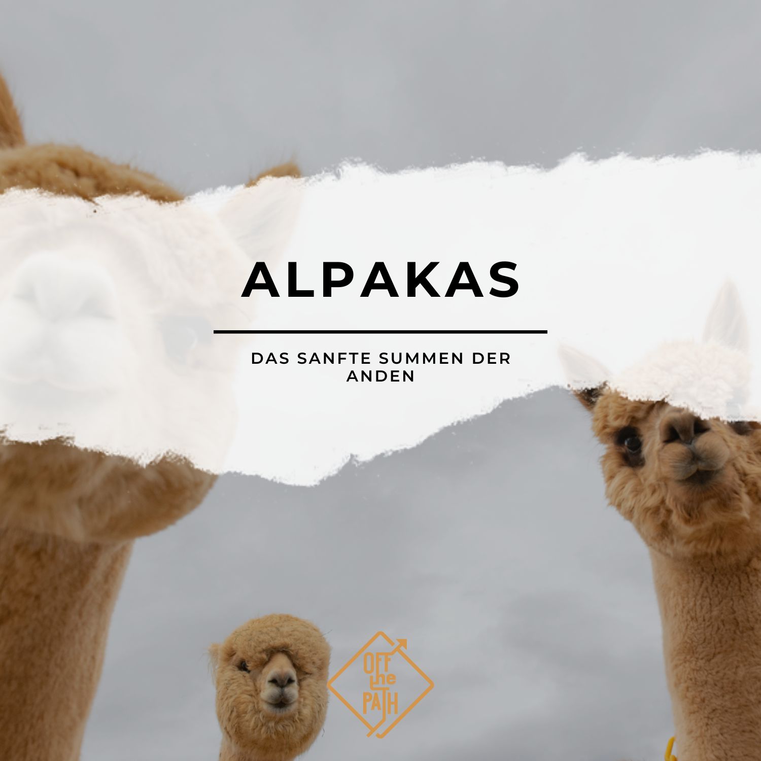 Das sanfte Summen der Anden: Entdecke die tierische Welt der Alpakas