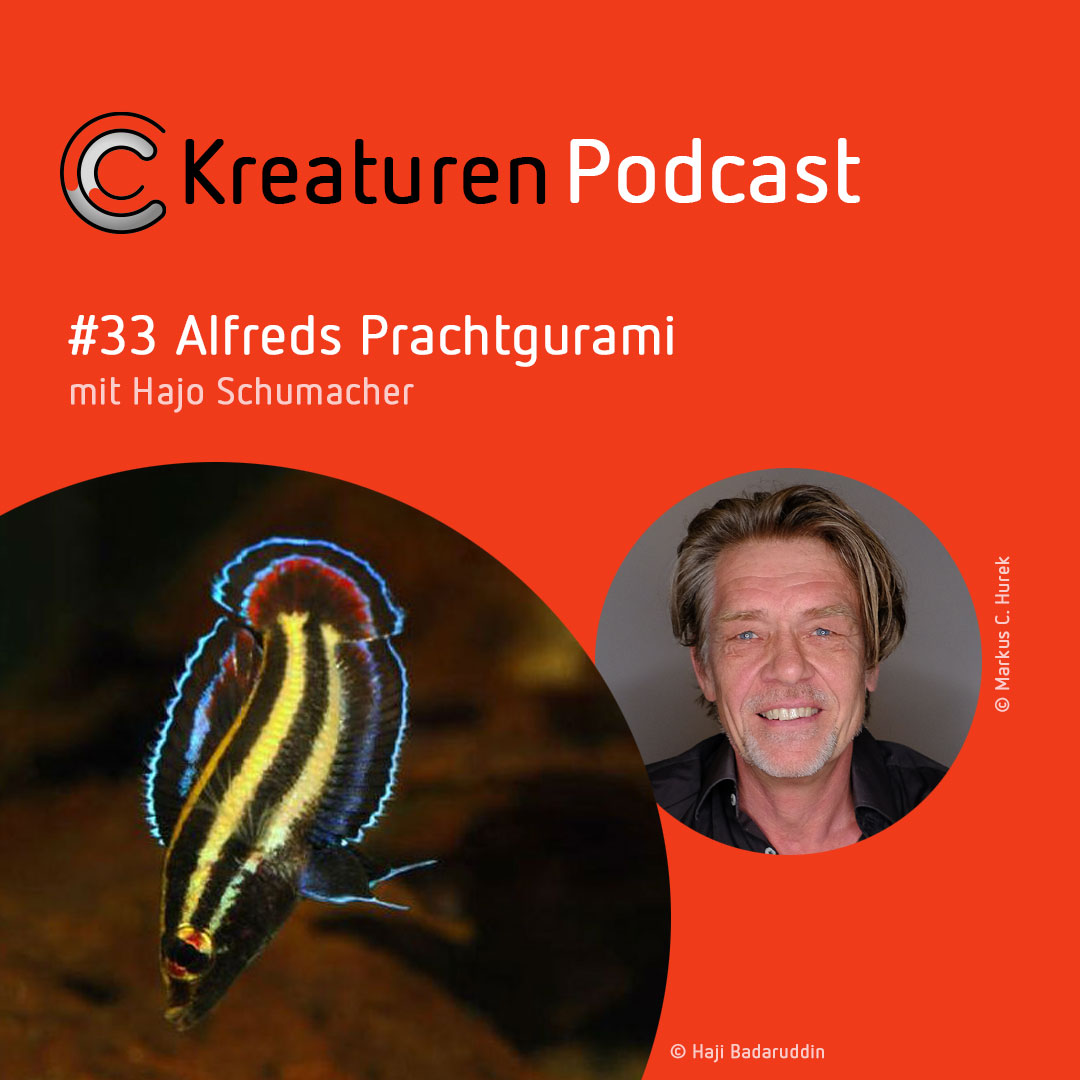 Kreaturen-Podcast – Folge 33: Alfreds Prachtgurami mit Hajo Schumacher episode artwork