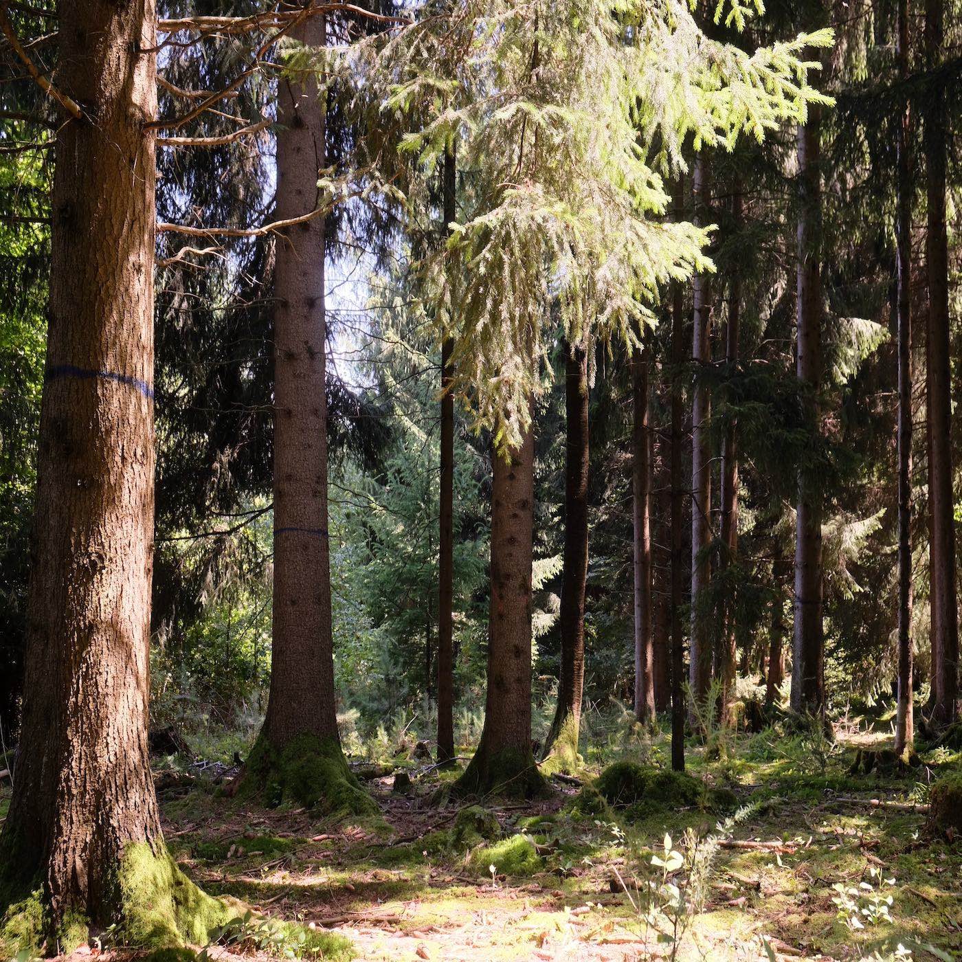 Die Natur und die Stadt