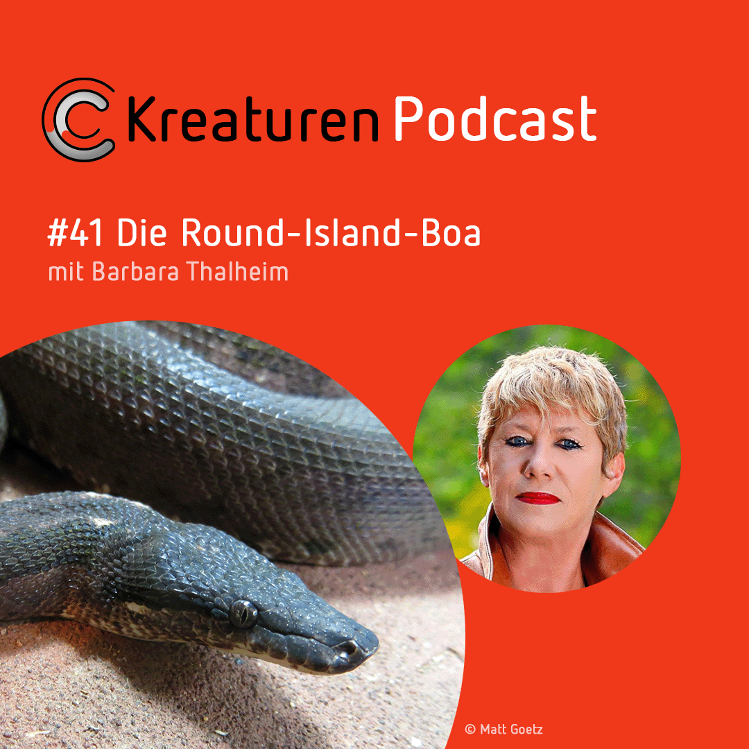 Kreaturen-Podcast – Folge 41: Die Round-Island-Boa mit Barbara Thalheim episode artwork