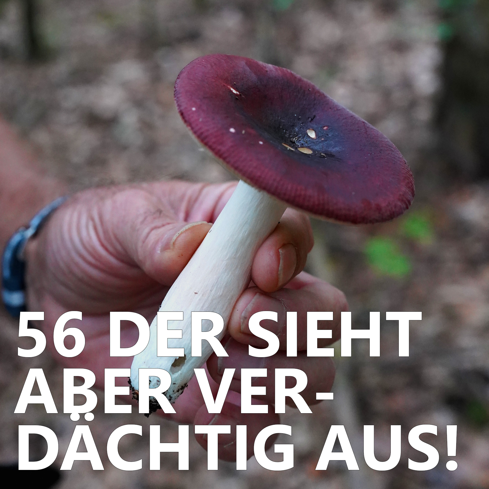 Der Pilzpodcast