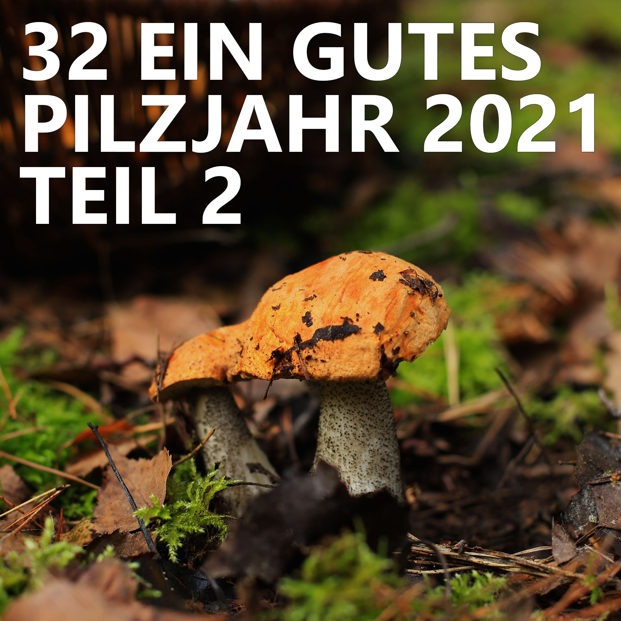 Der Pilzpodcast