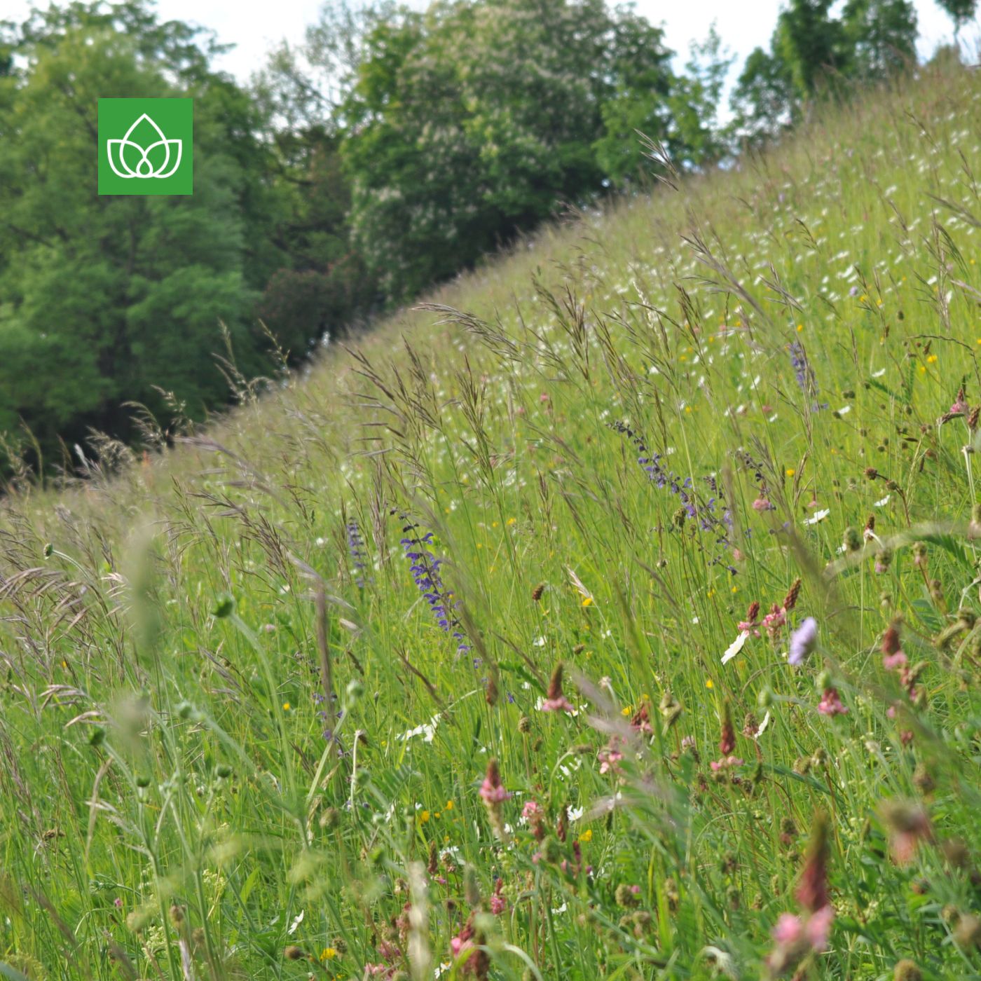 Die Natur und die Stadt