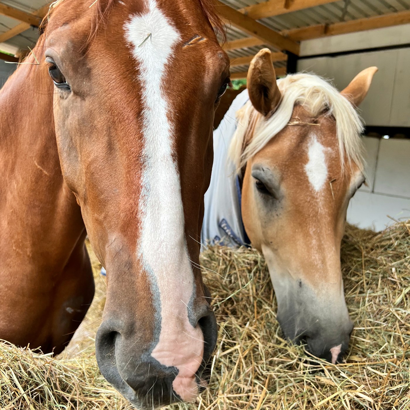 #389 Nervöses Jungpferd: Ist das Benny-Rätsel jetzt gelöst?