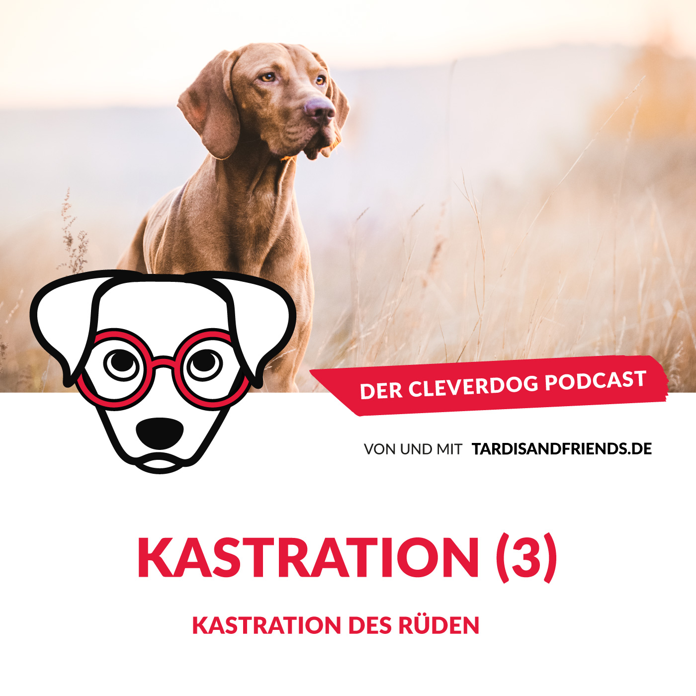 Der Cleverdog Podcast – mehr Wissen rund um den Hund!