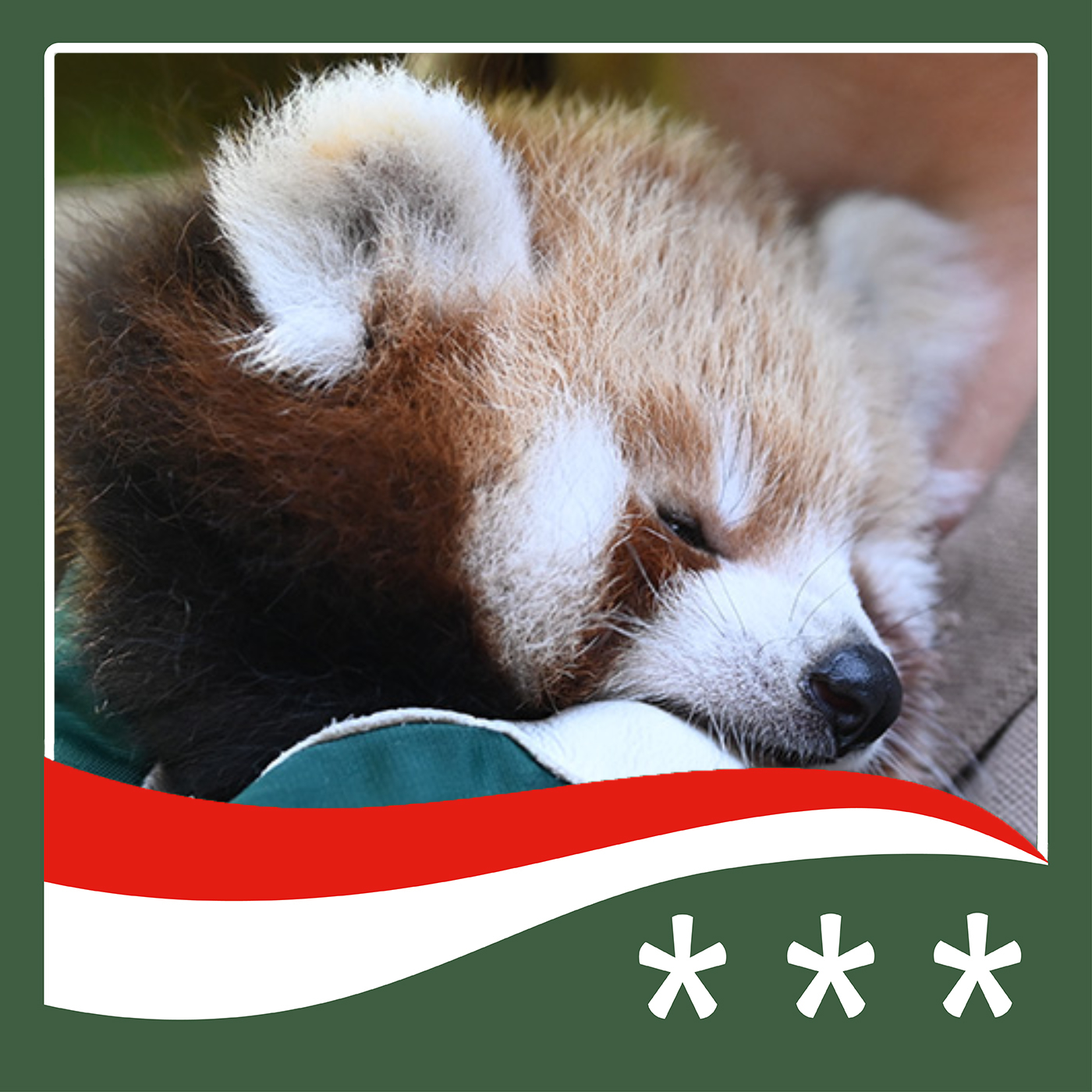 #473 - Transfermarkt für Rote Pandas