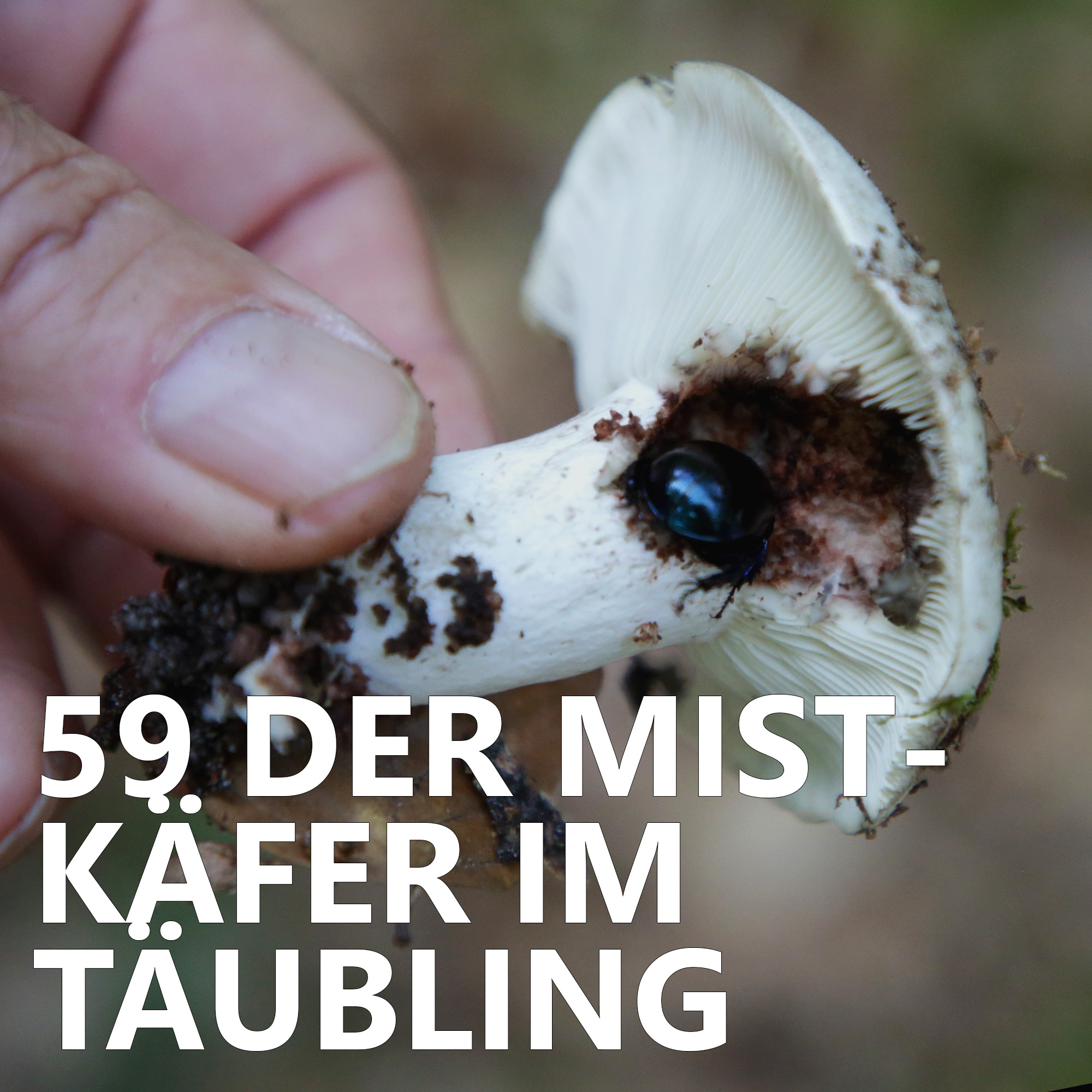 Der Pilzpodcast
