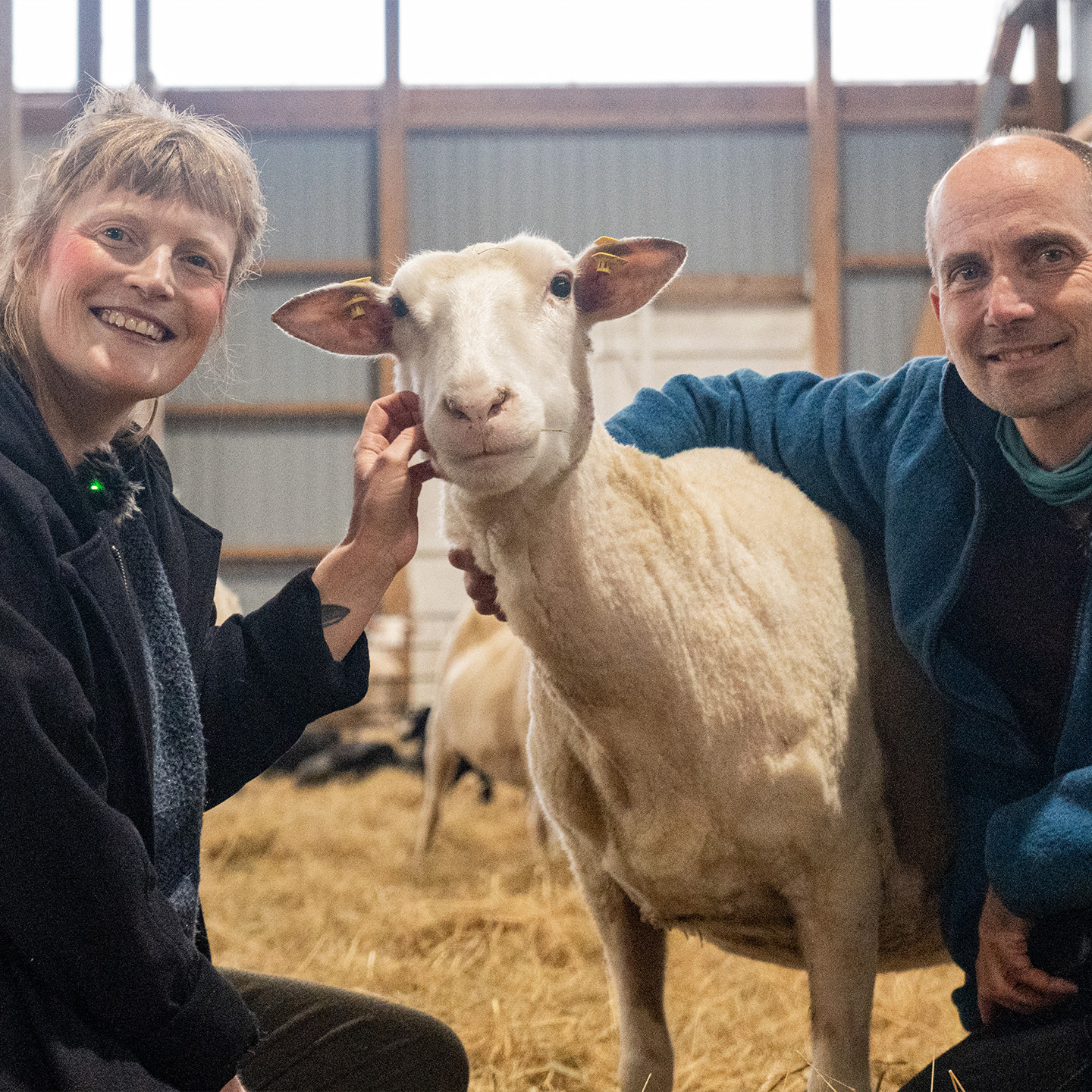 In der Friesischen Schafskäserei – mit Redlef Volquardsen