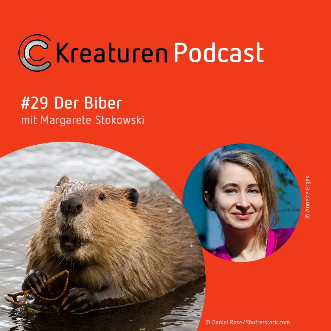 Kreaturen-Podcast – Folge 29: Der Biber mit Margarete Stokowski episode artwork