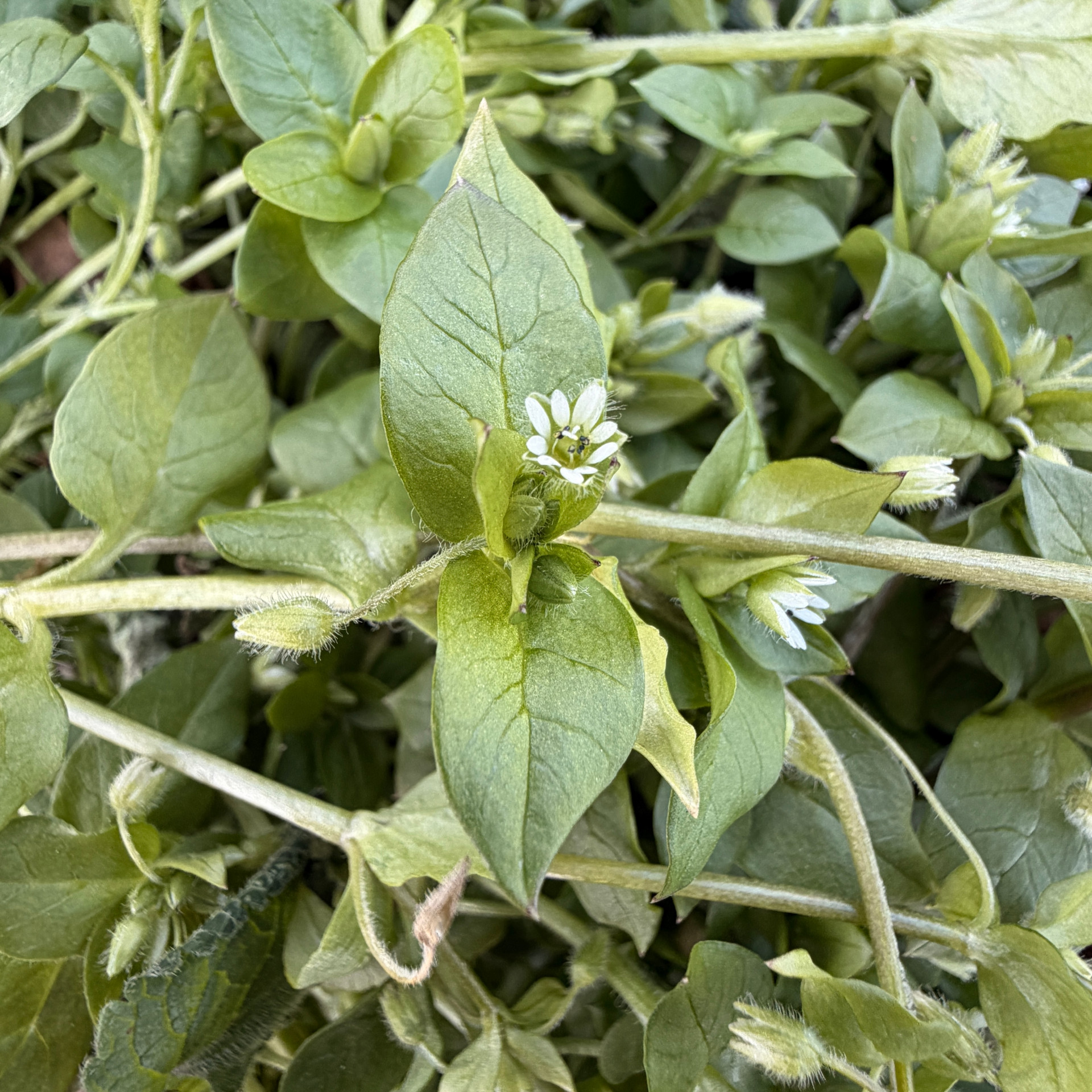 Gewöhnliche Vogelmiere